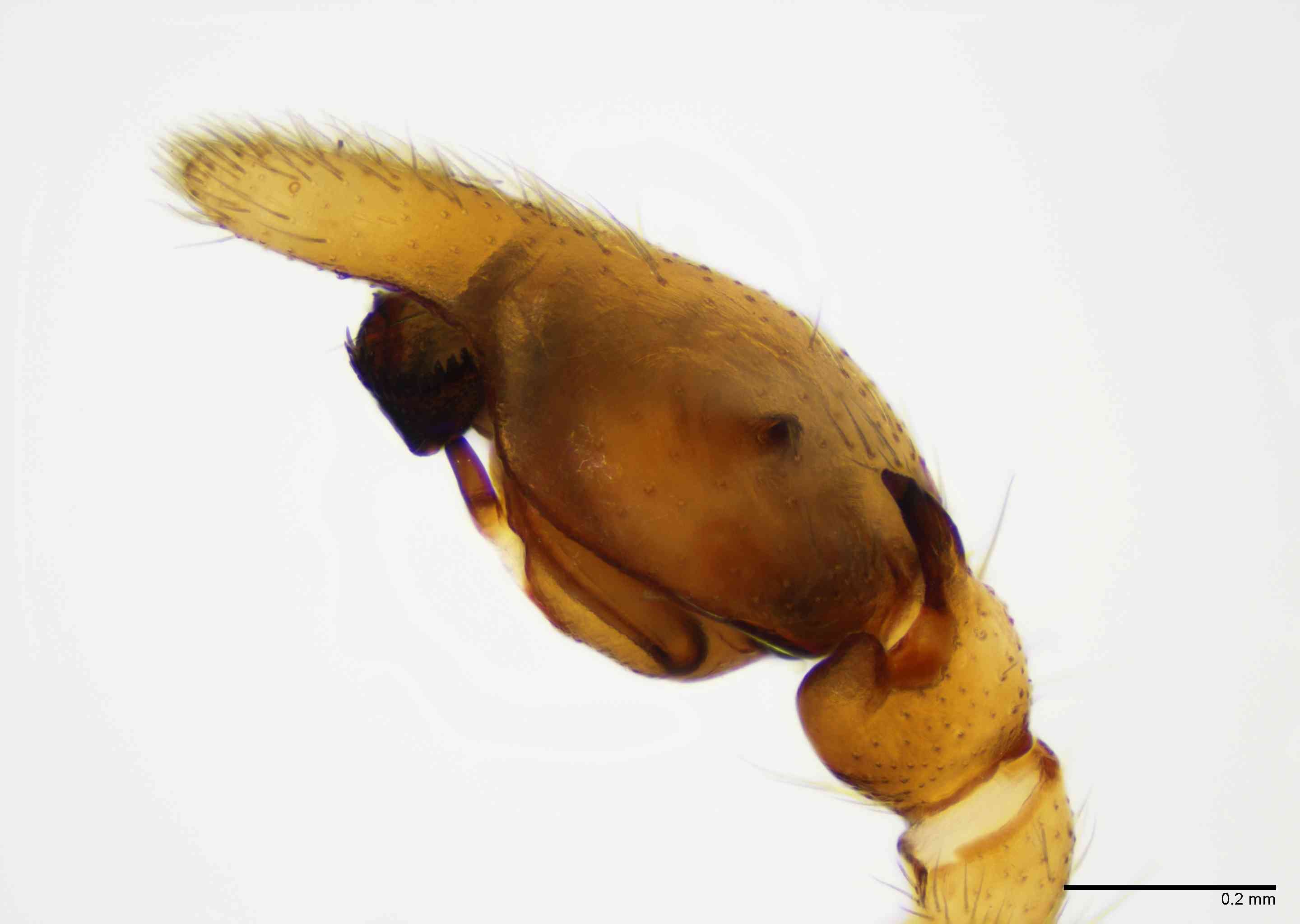 GNAPHO0053mppalrTXV068_100X_E2B.jpg