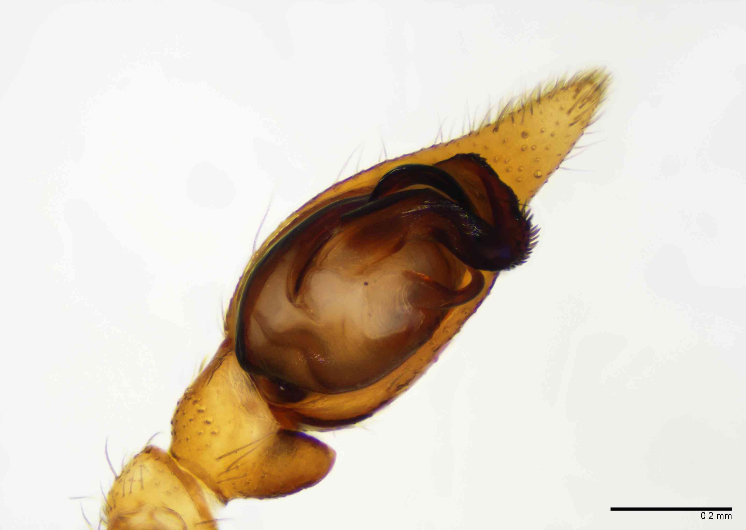 GNAPHO0053mppalvTXV068_100X_E2B.jpg