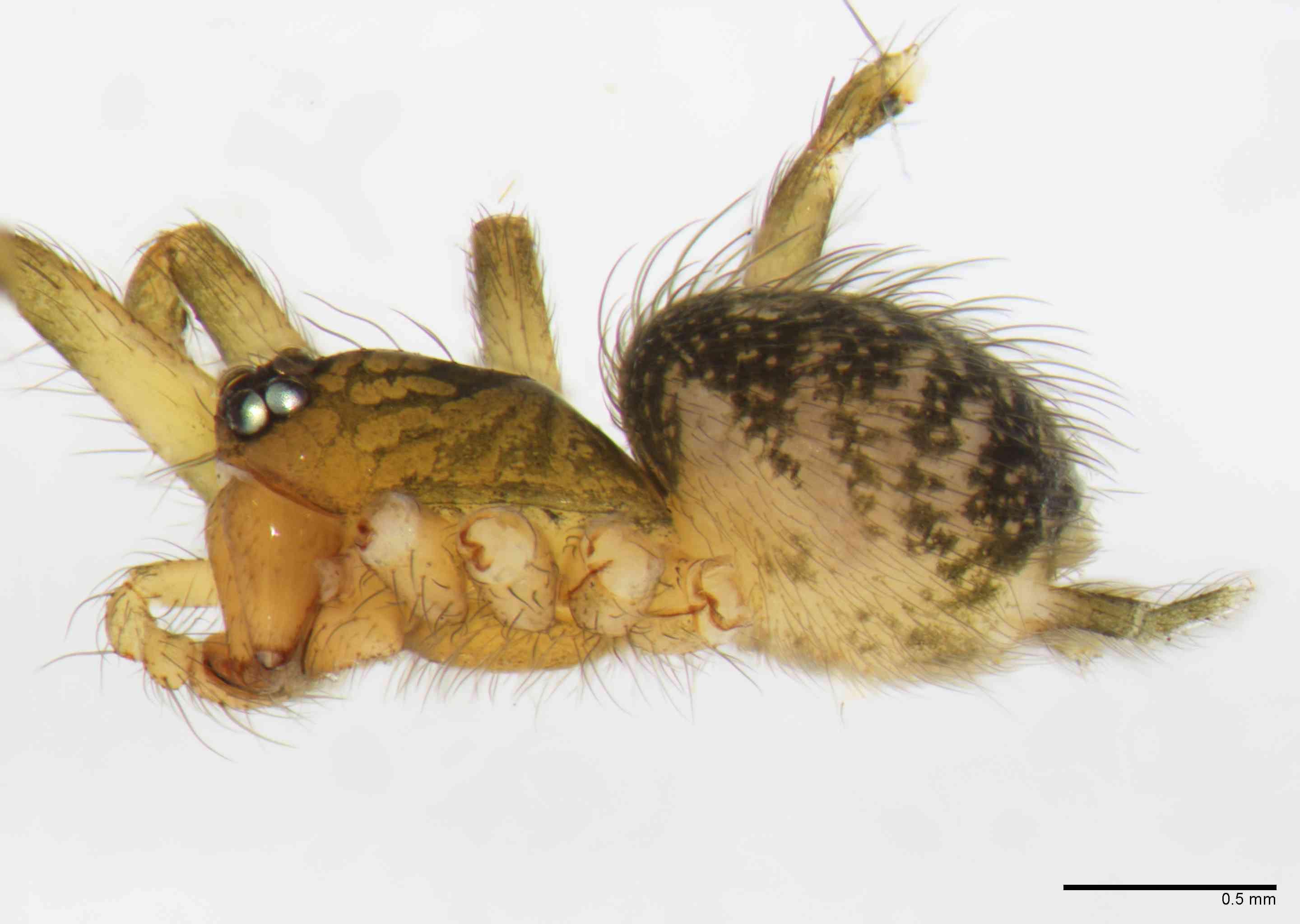 HAHNII0054mphablTXV063_40X_Z10.jpg