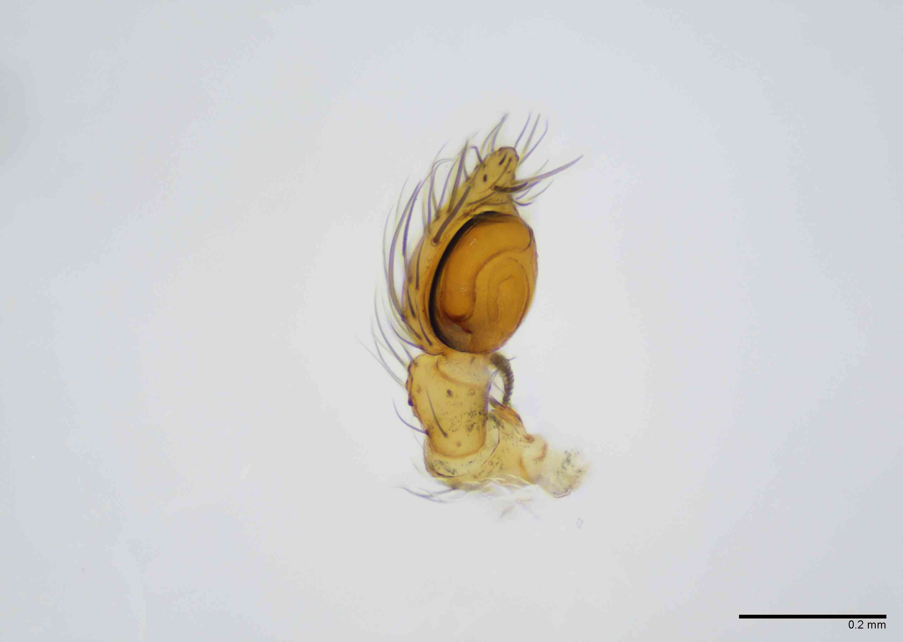 HAHNII0054mppalpTXV063_100X_E2B.jpg