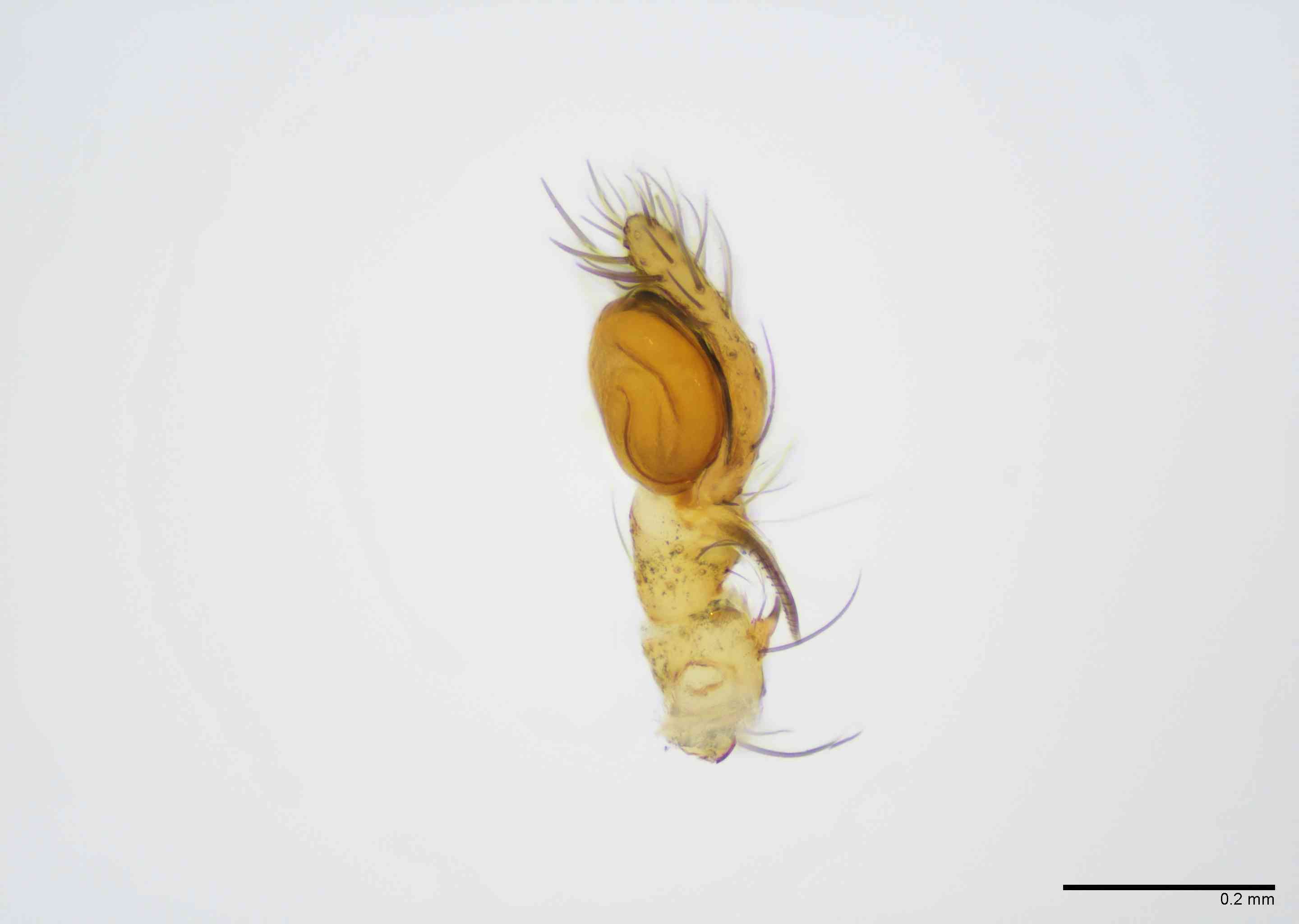 HAHNII0054mppalrTXV063_100X_E2B.jpg