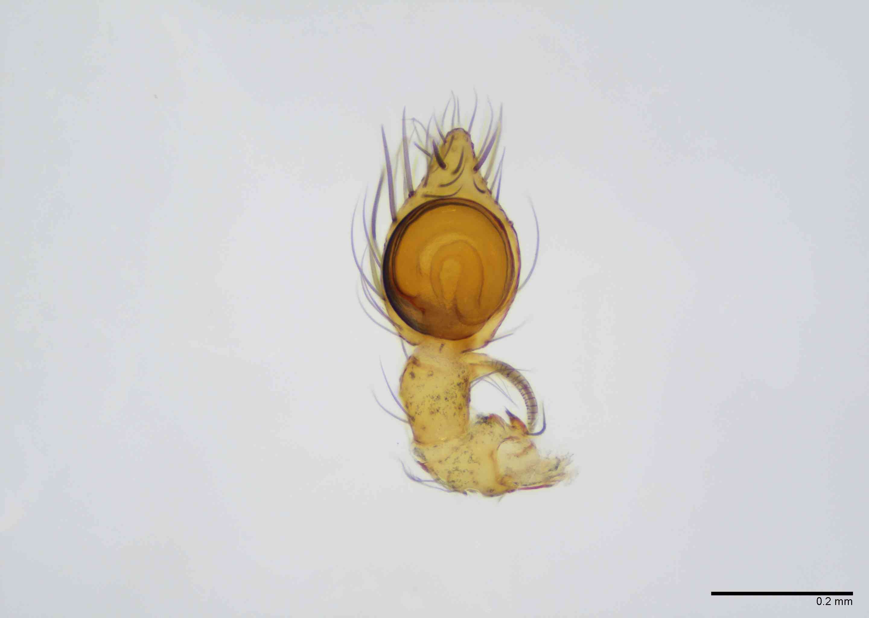 HAHNII0054mppalvTXV063_100X_E2B.jpg