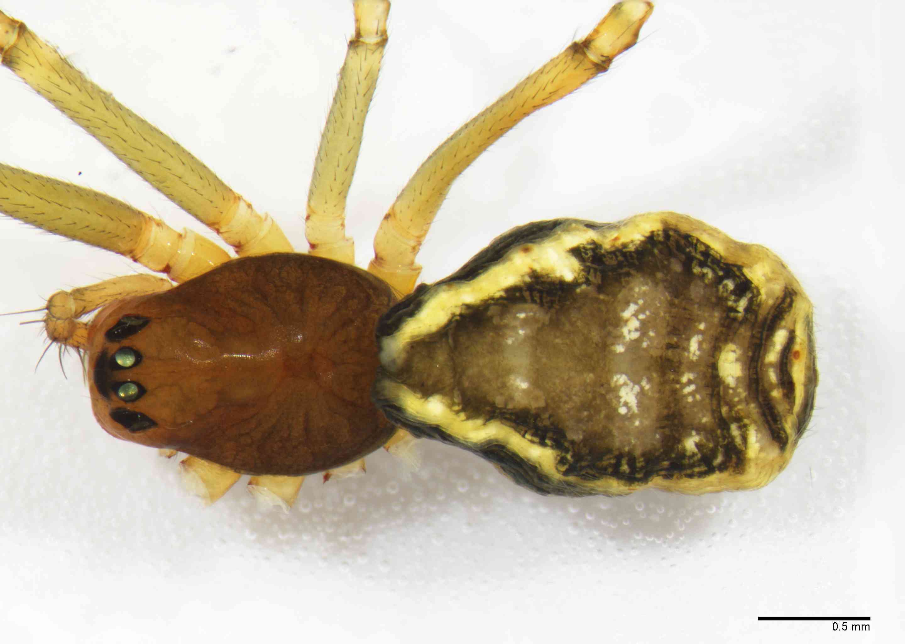 LINYPH0062fphabdTXV159_30X_Z10.jpg
