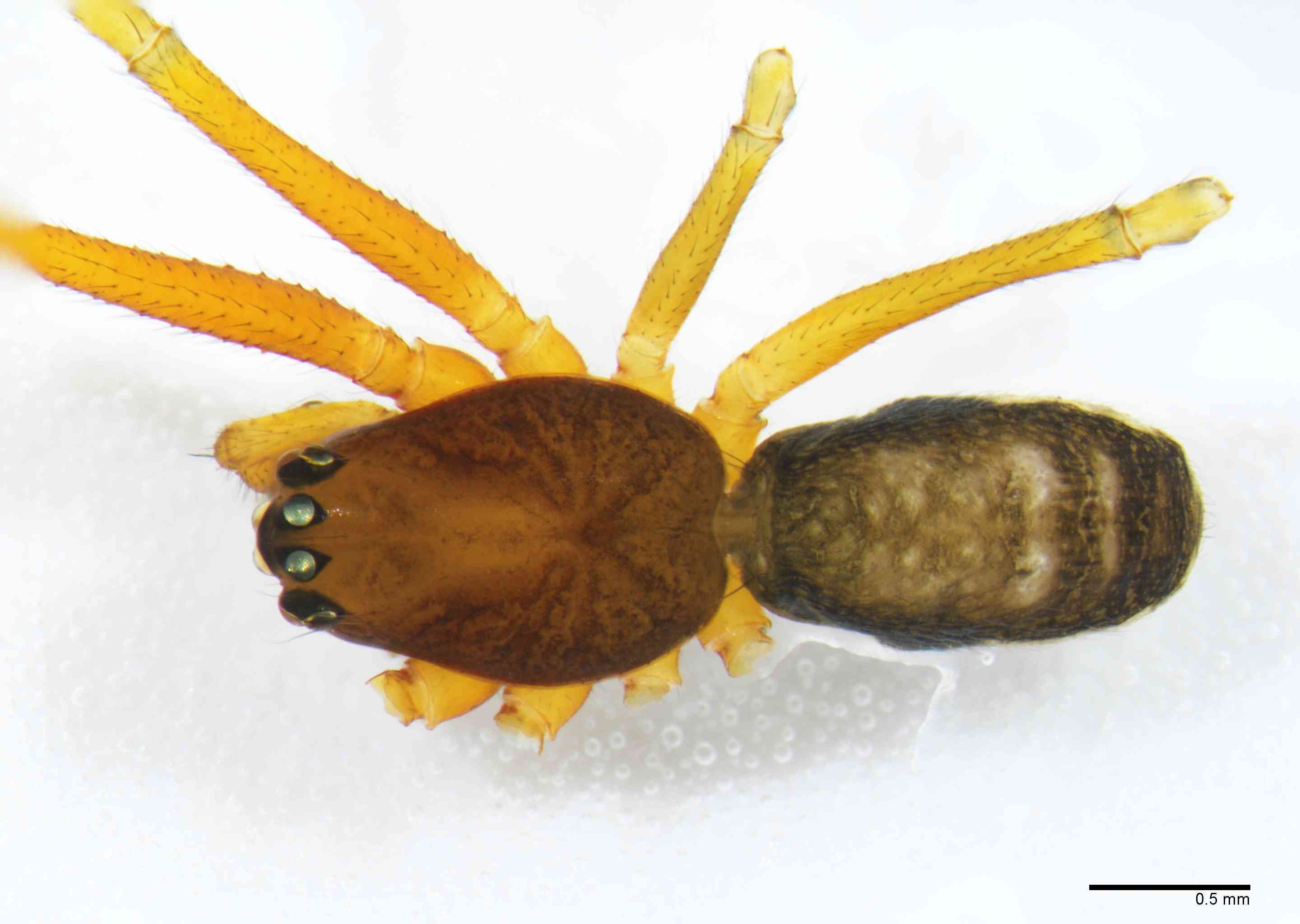 LINYPH0062mphabdTXV158_30X_Z10.jpg