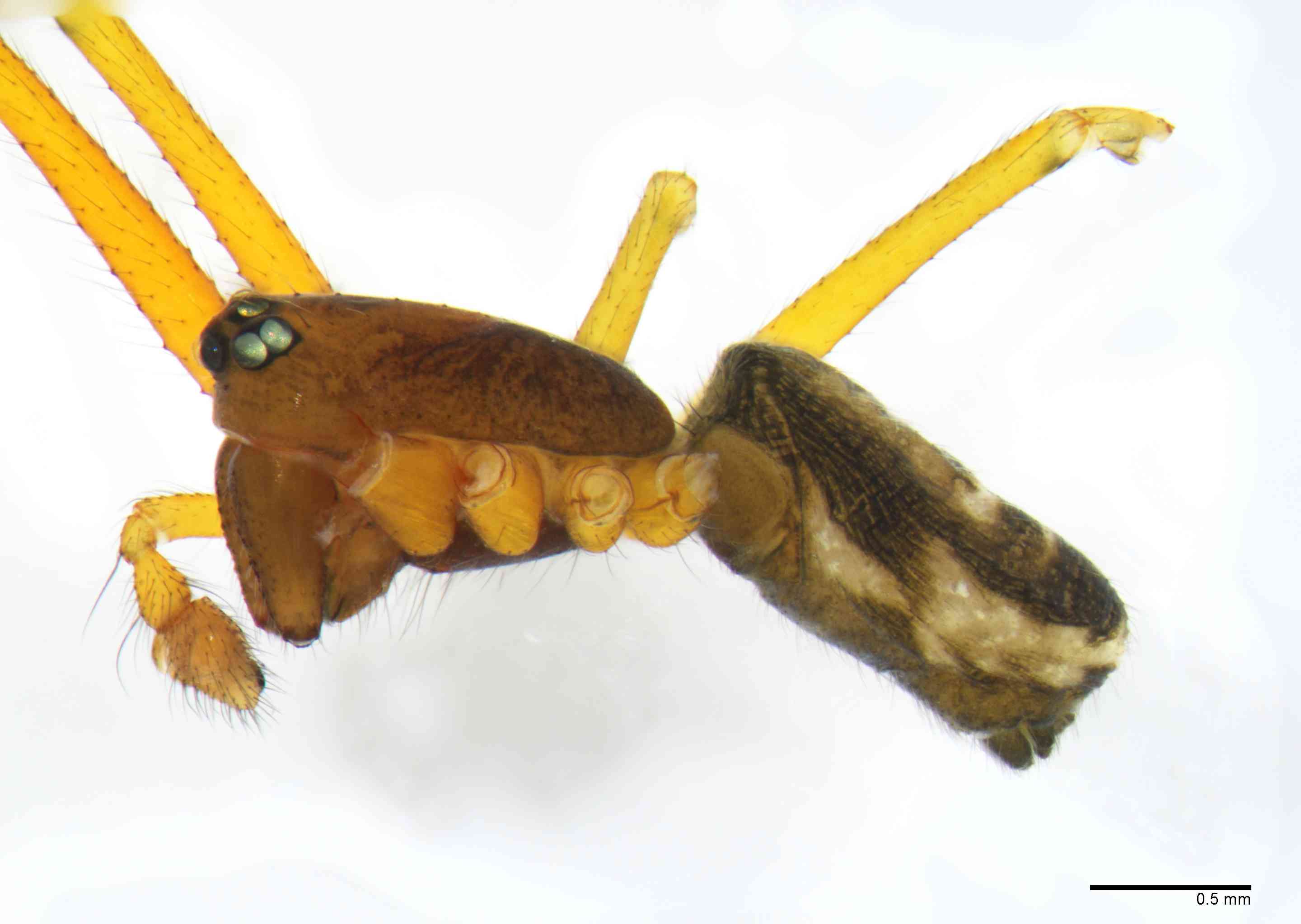 LINYPH0062mphablTXV158_30X_Z10.jpg