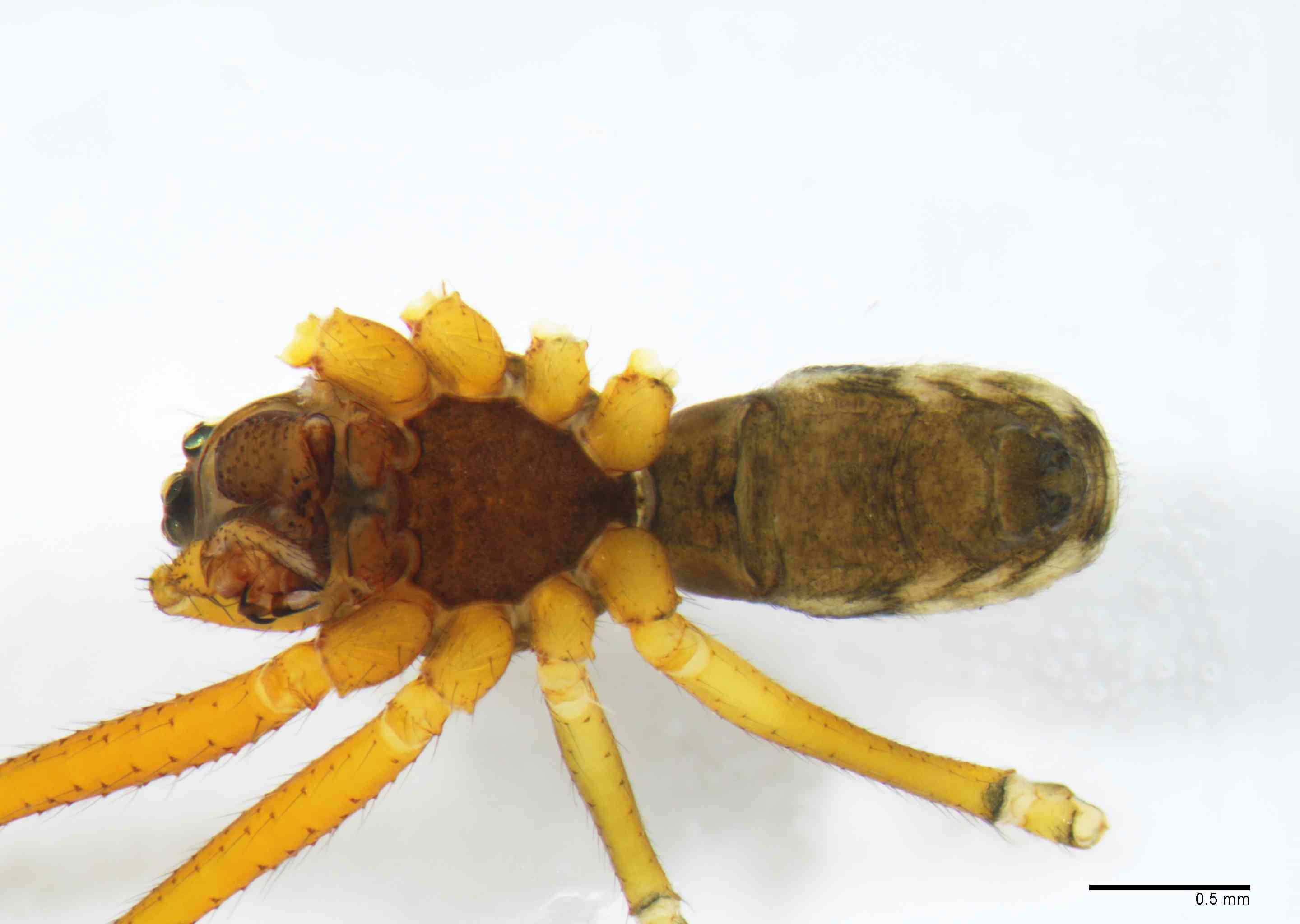 LINYPH0062mphabvTXV158_30X_Z10.jpg