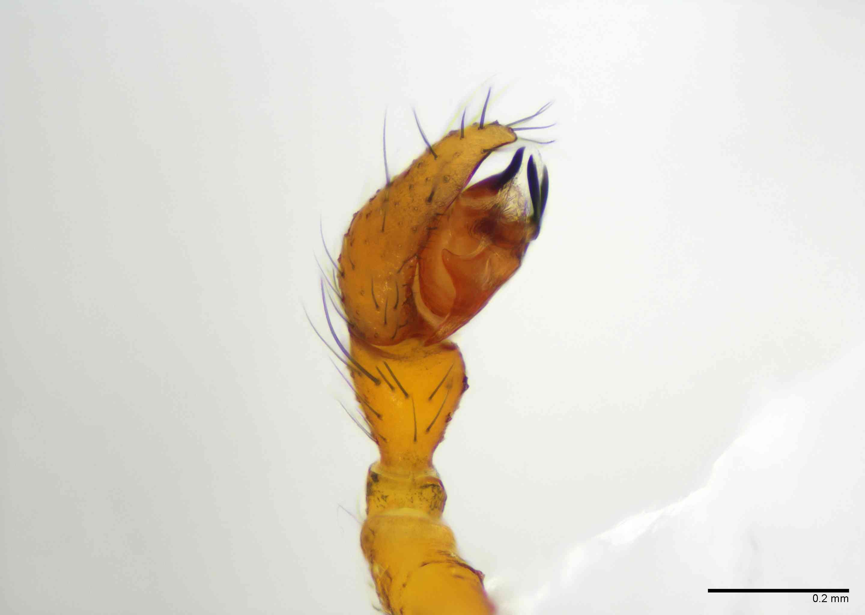 LINYPH0062mppalpTXV158_100X_E2B.jpg