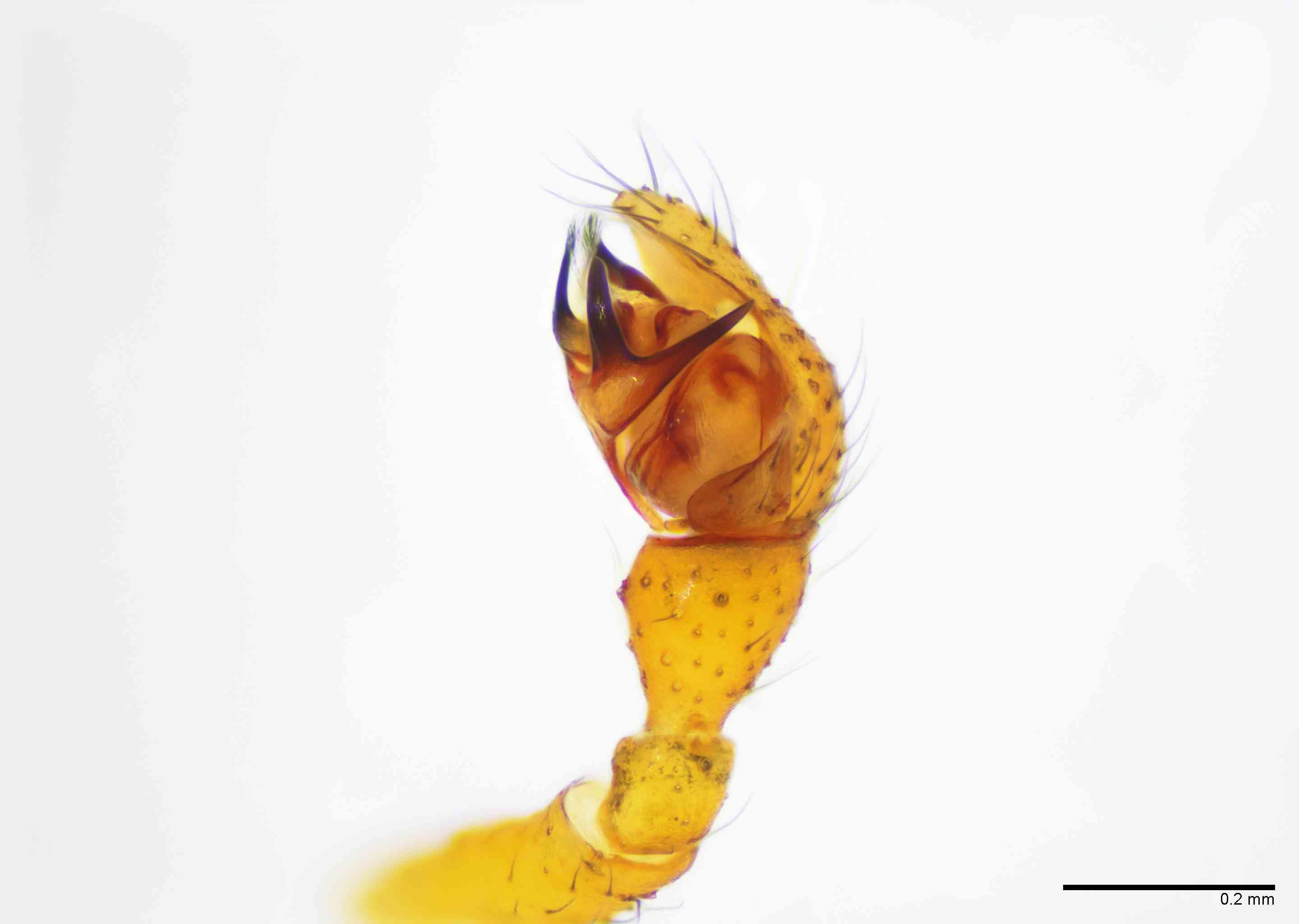 LINYPH0062mppalrTXV158_100X_E2B.jpg