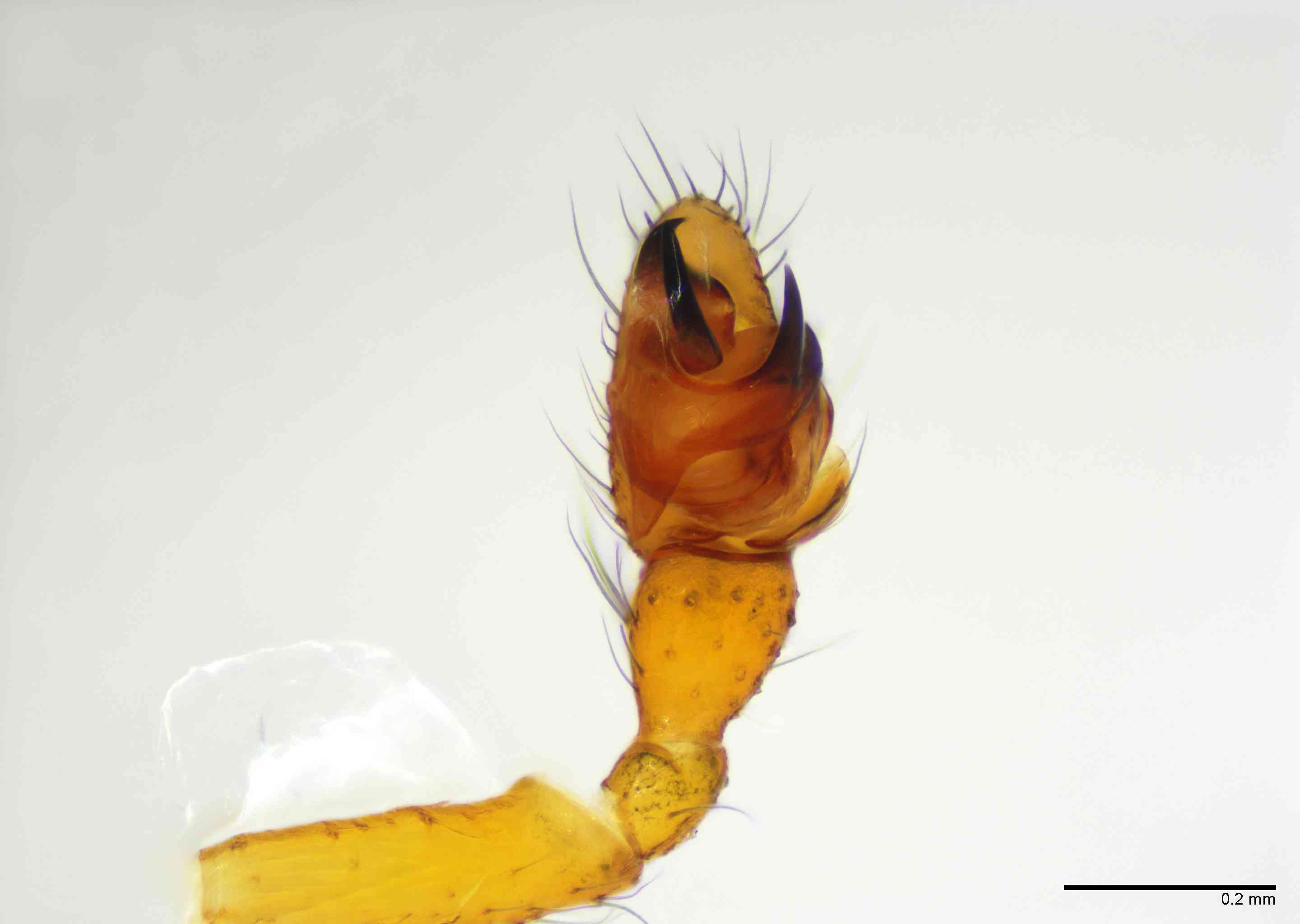 LINYPH0062mppalvTXV158_100X_E2B.jpg