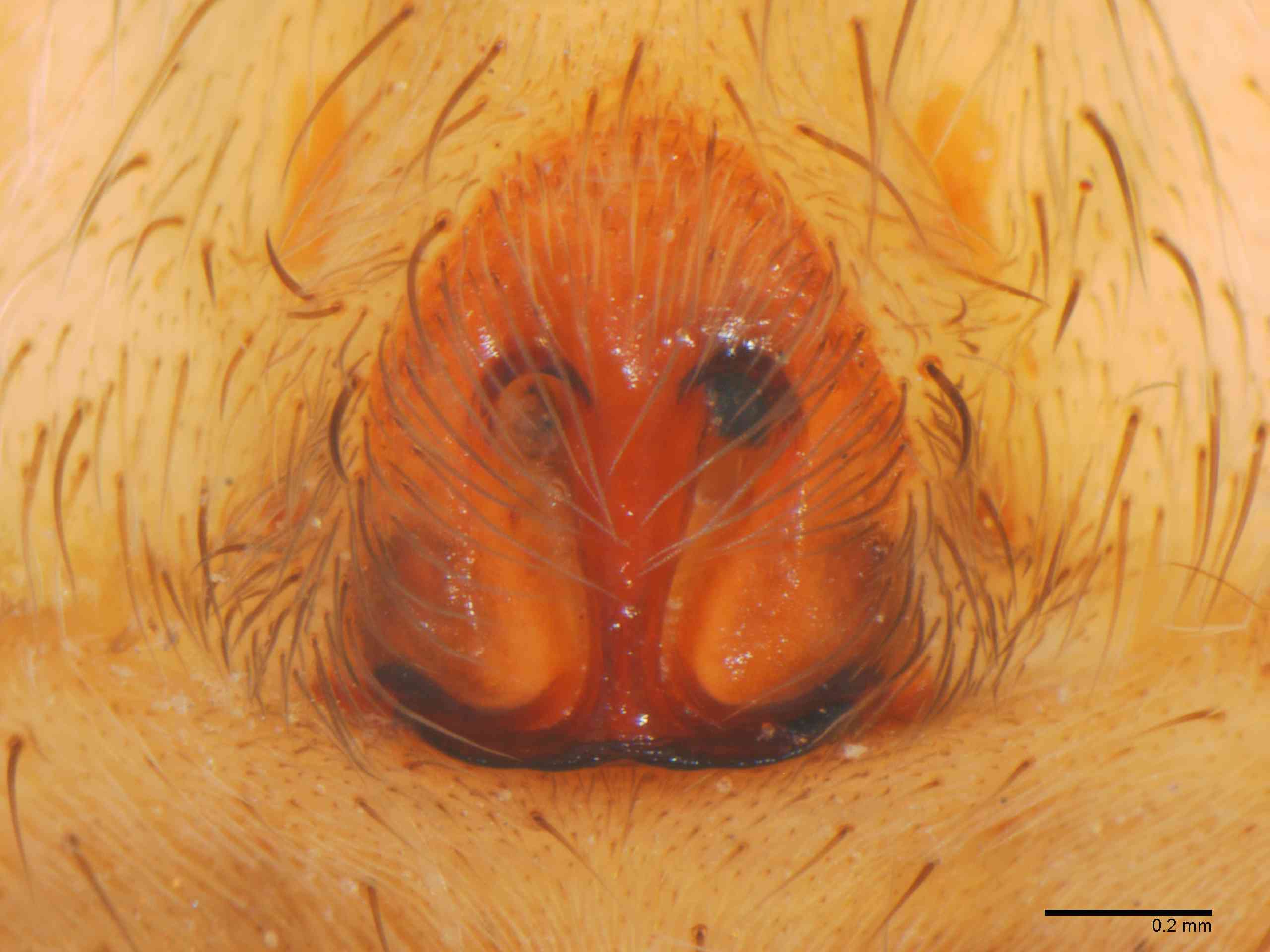 LYCOSI0069fpepivTXV327_80X_Z12.jpg
