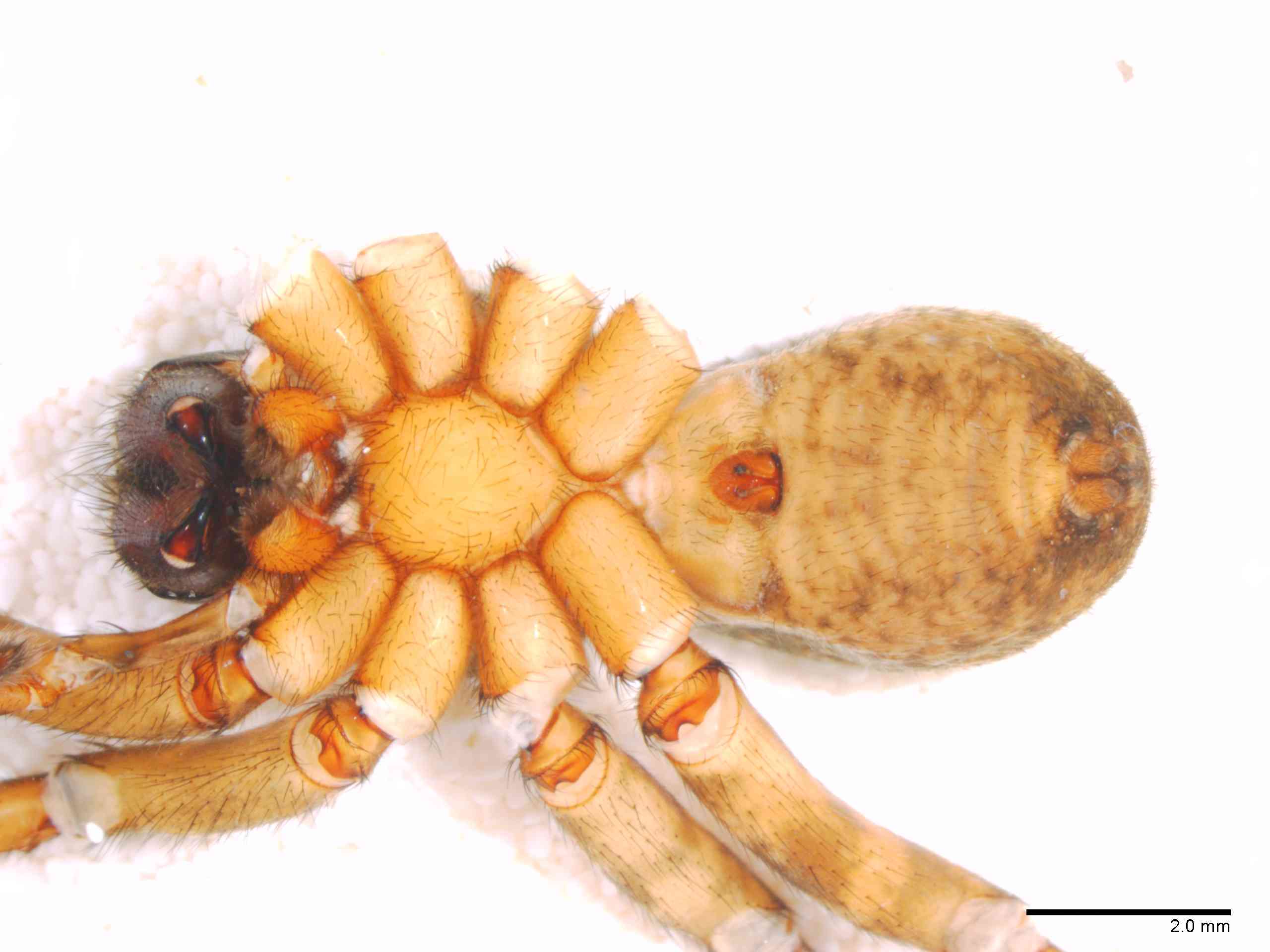 LYCOSI0069fphabvTXV327_10X_Z12.jpg