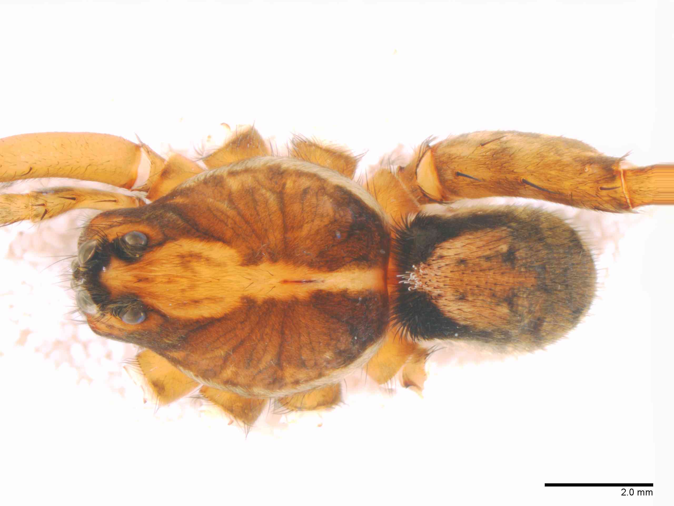 LYCOSI0069mphabdTXV328_10X_Z12.jpg
