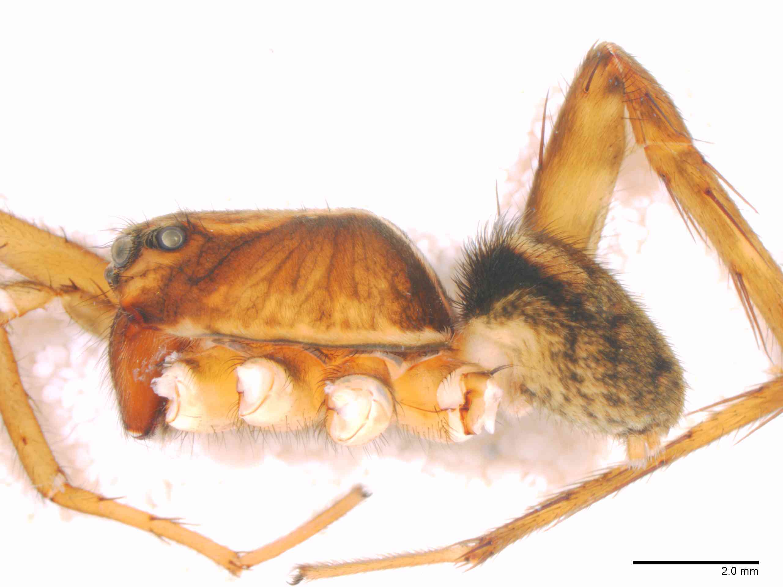 LYCOSI0069mphablTXV328_10X_Z12.jpg