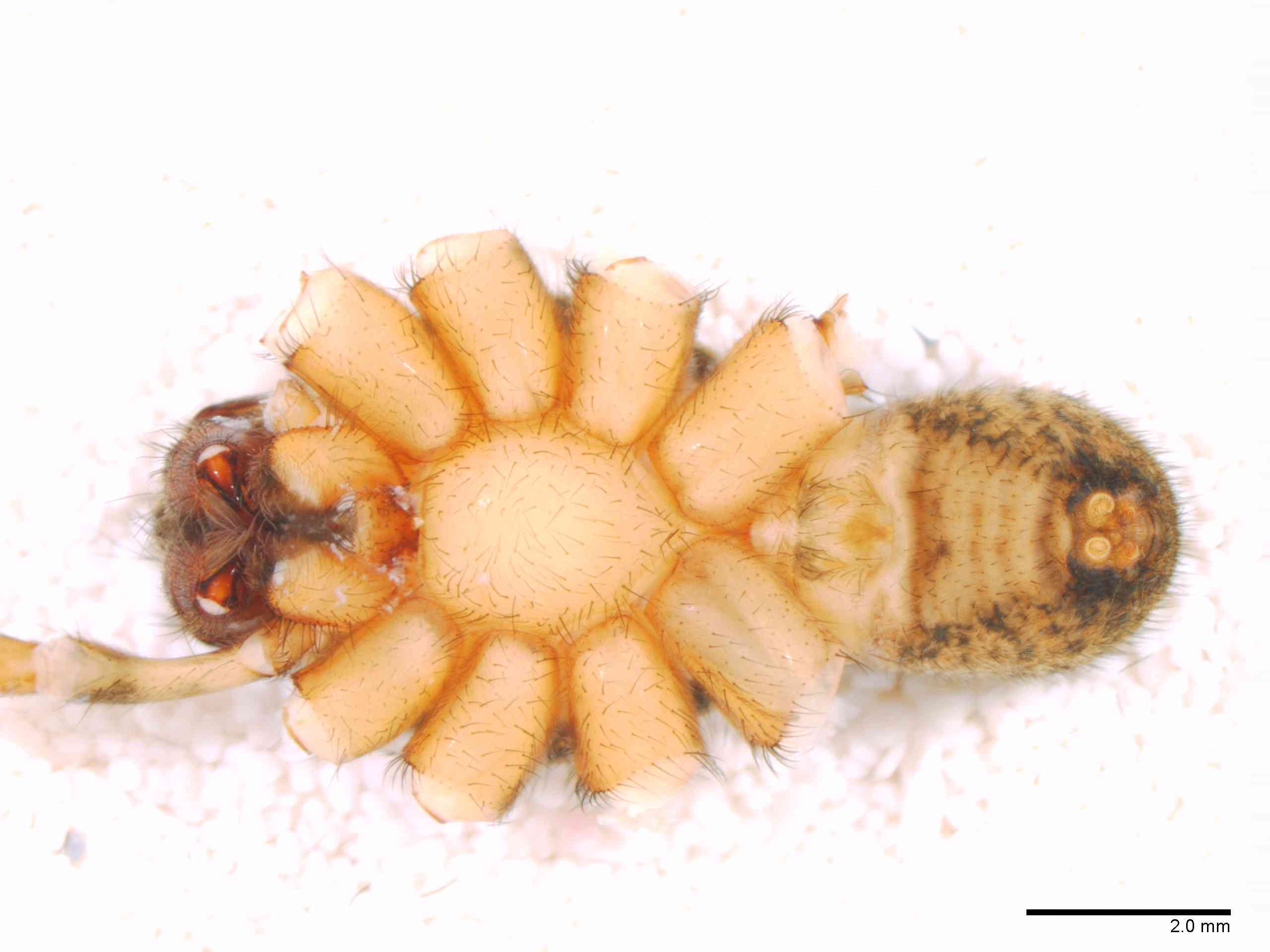 LYCOSI0069mphabvTXV328_10X_Z12.jpg