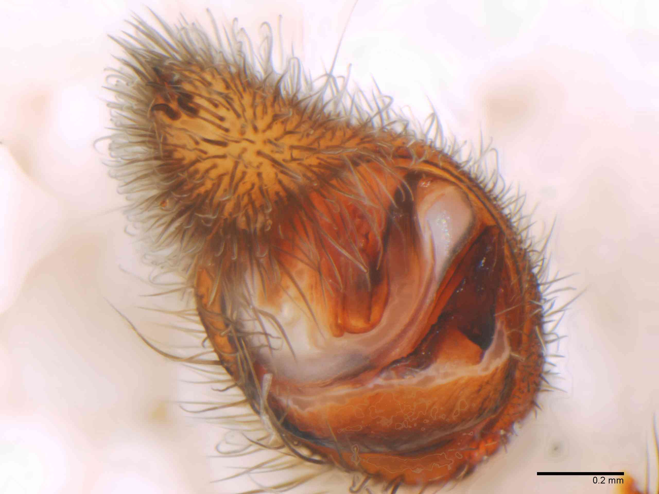 LYCOSI0069mppalaTXV327_80X_Z12.jpg