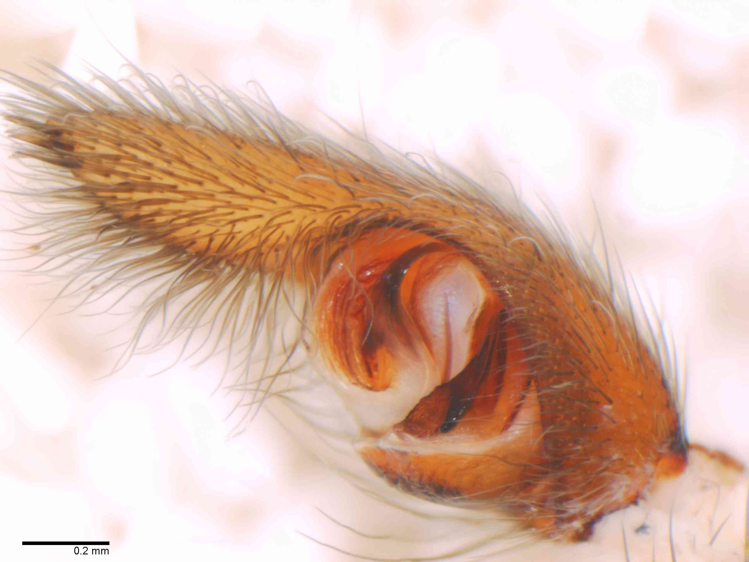 LYCOSI0069mppalrTXV327_70X_Z12.jpg