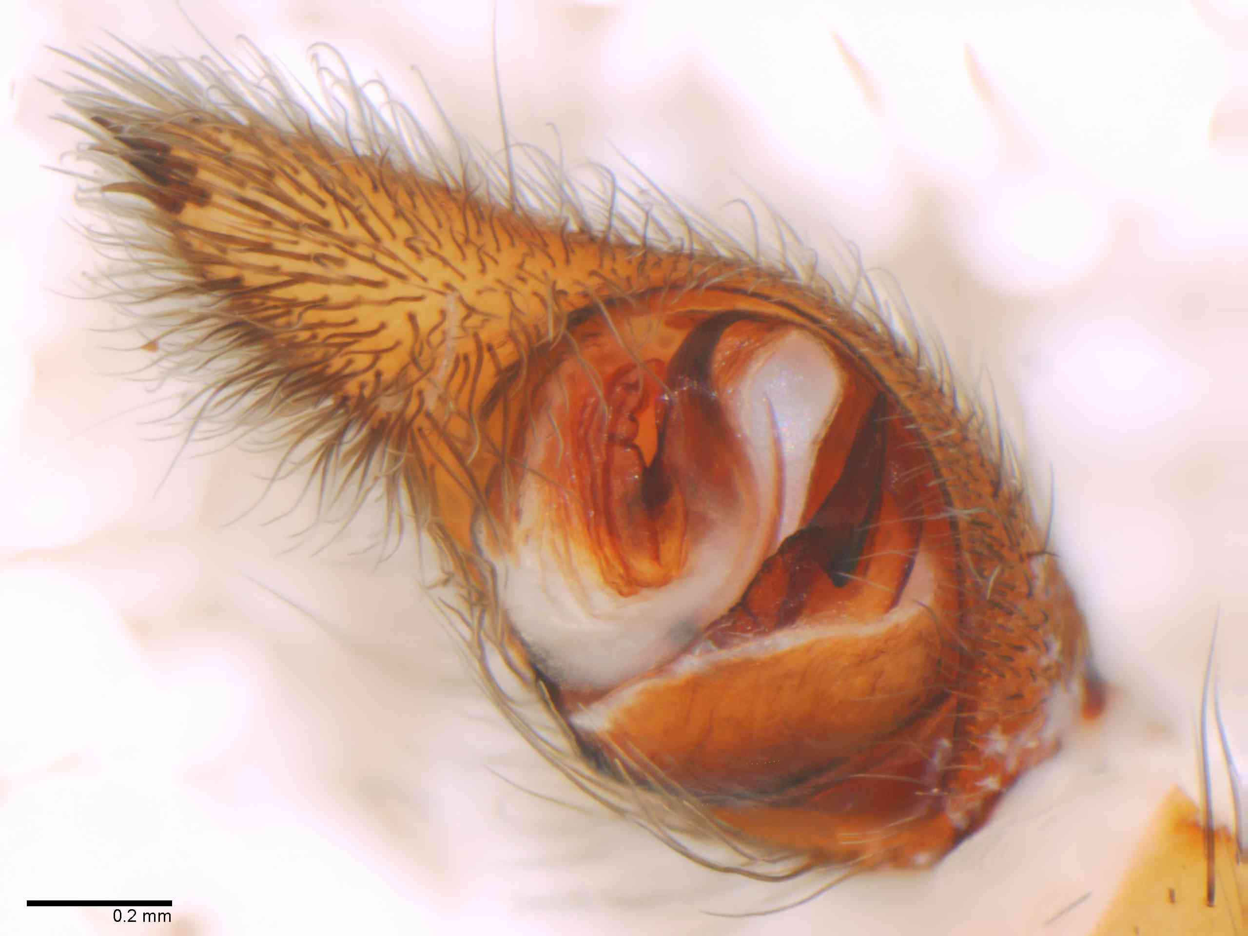 LYCOSI0069mppalvTXV327_70X_Z12.jpg