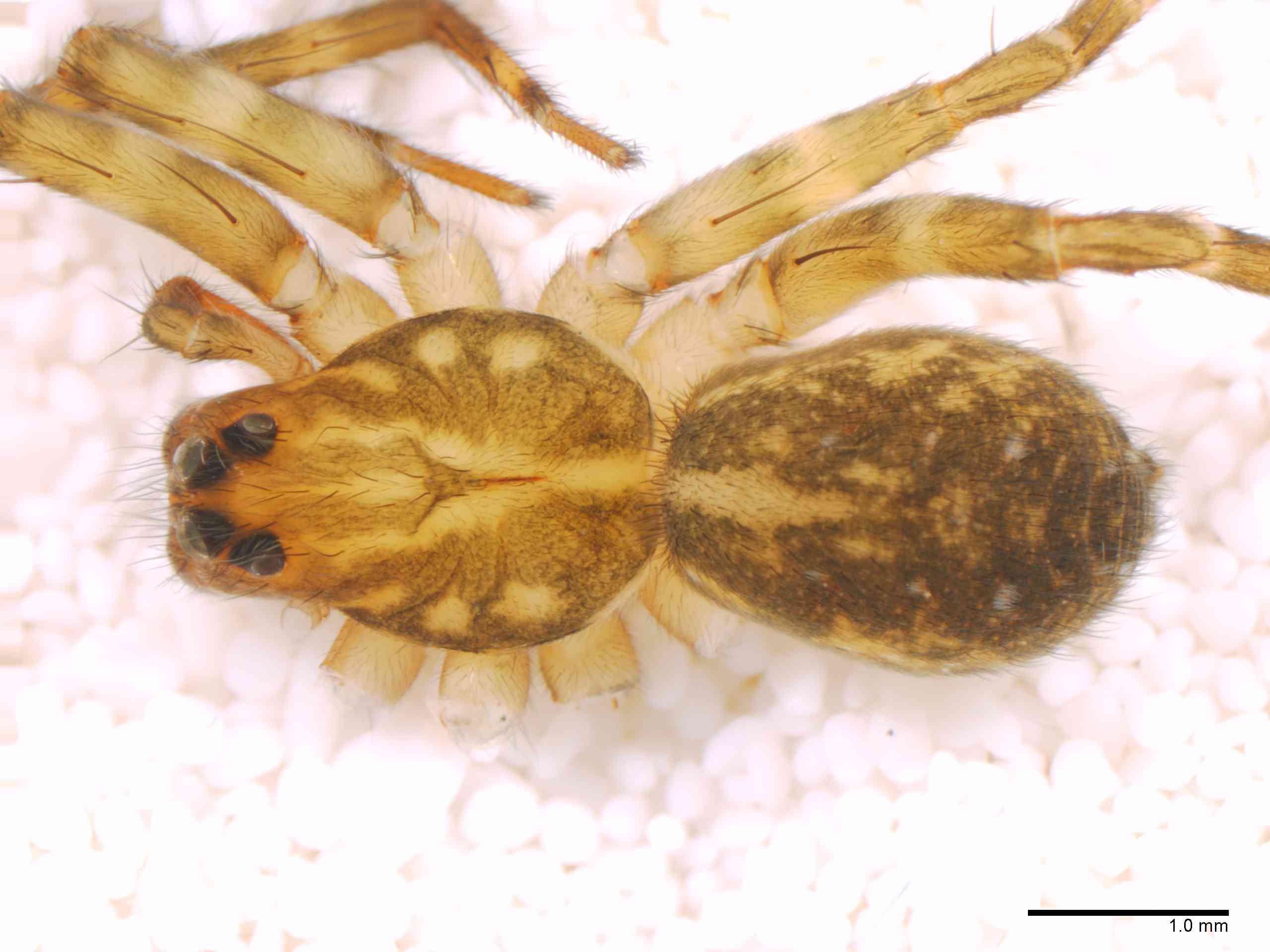 LYCOSI0071fphabdTXV329_20X_Z12.jpg