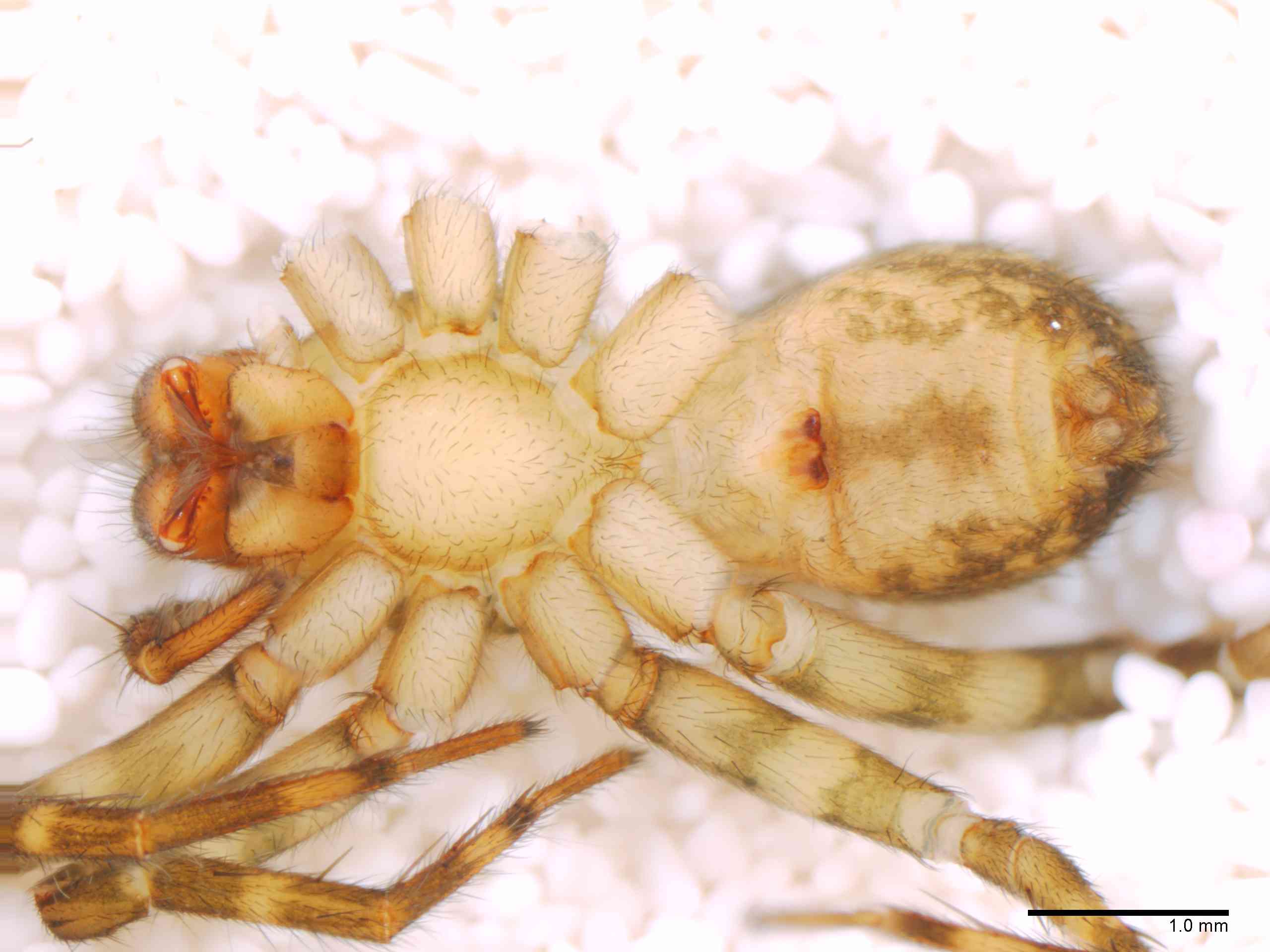 LYCOSI0071fphabvTXV329_20X_Z12.jpg