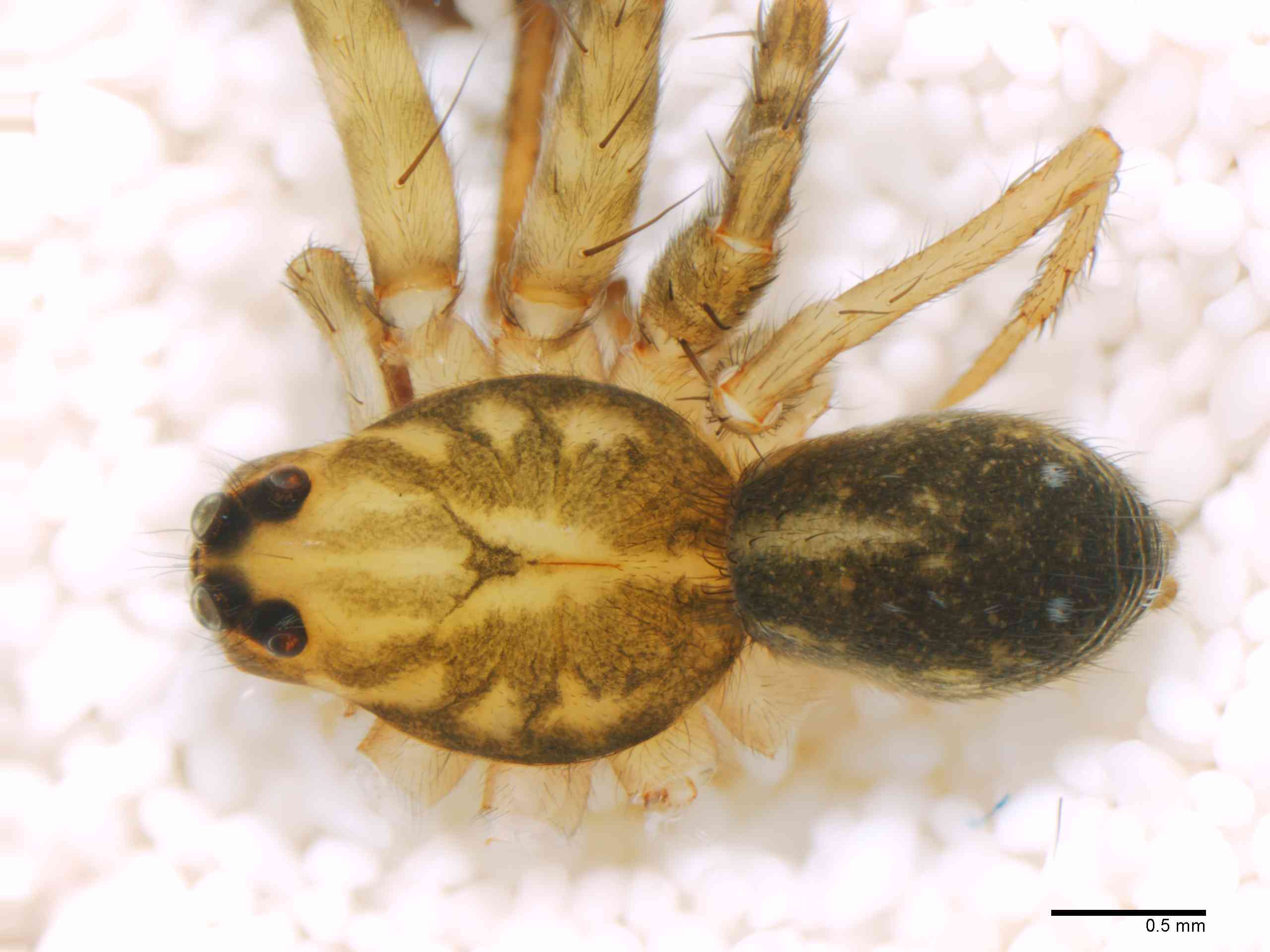 LYCOSI0071mphabdTXV329_30X_Z12.jpg