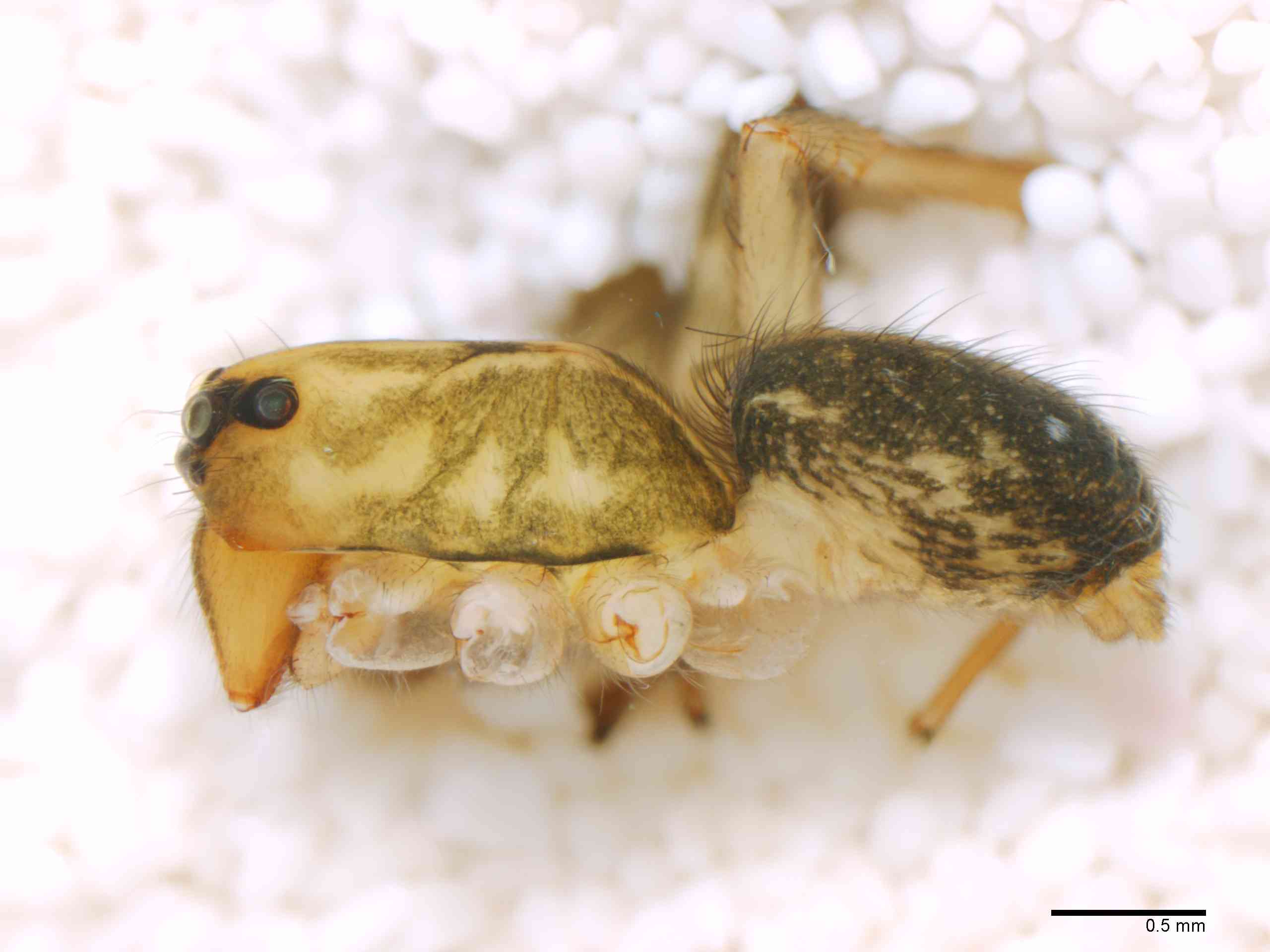 LYCOSI0071mphablTXV329_30X_Z12.jpg