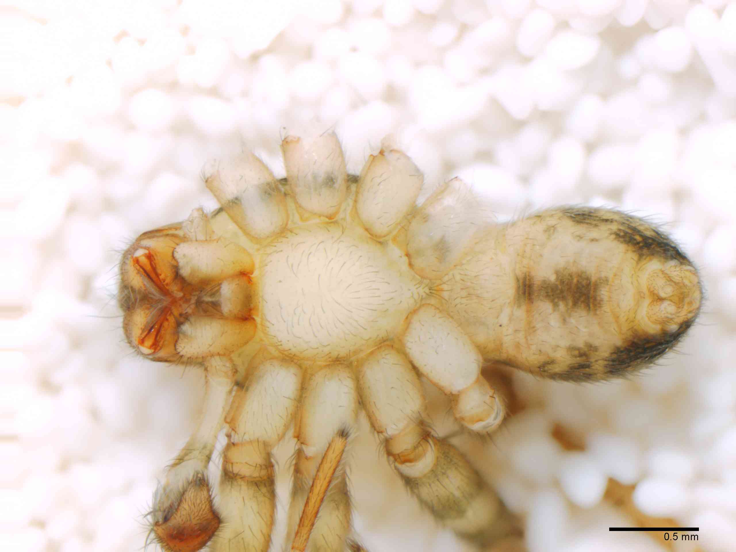 LYCOSI0071mphabvTXV329_30X_Z12.jpg