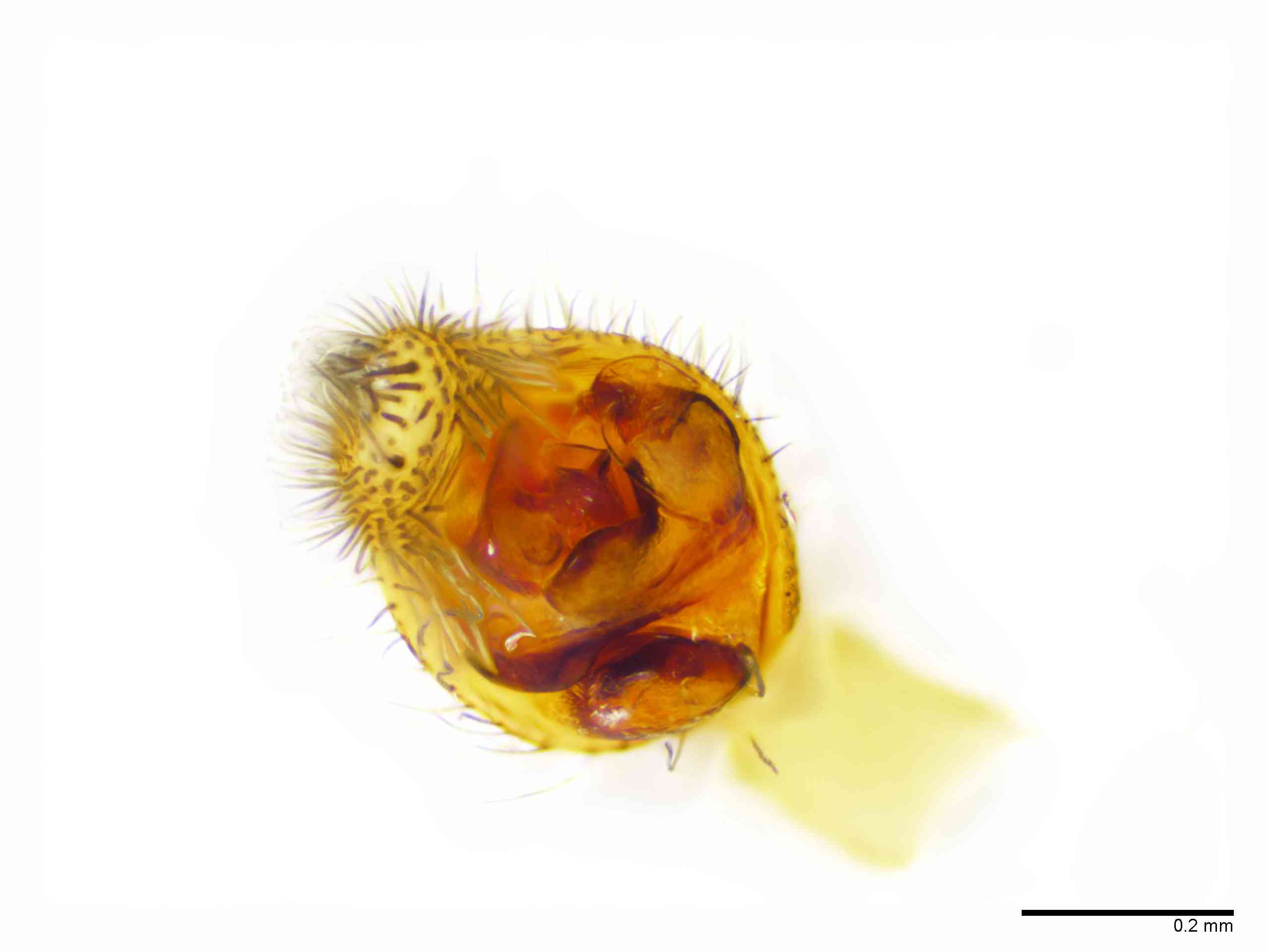 LYCOSI0071mppalaTXV329_100X_E2A.jpg