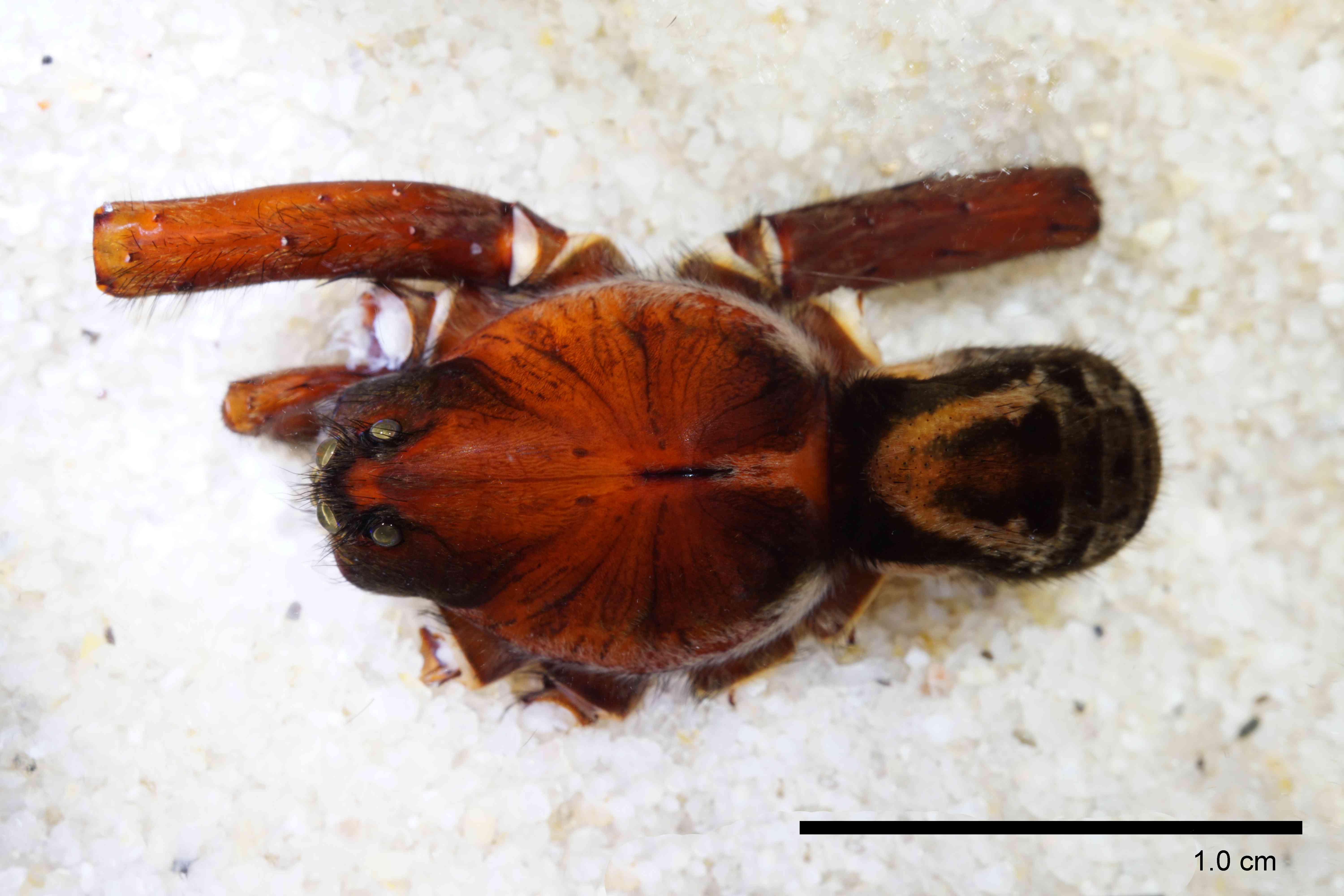 LYCOSI0072mphabdTXV331_00X_SON.jpg