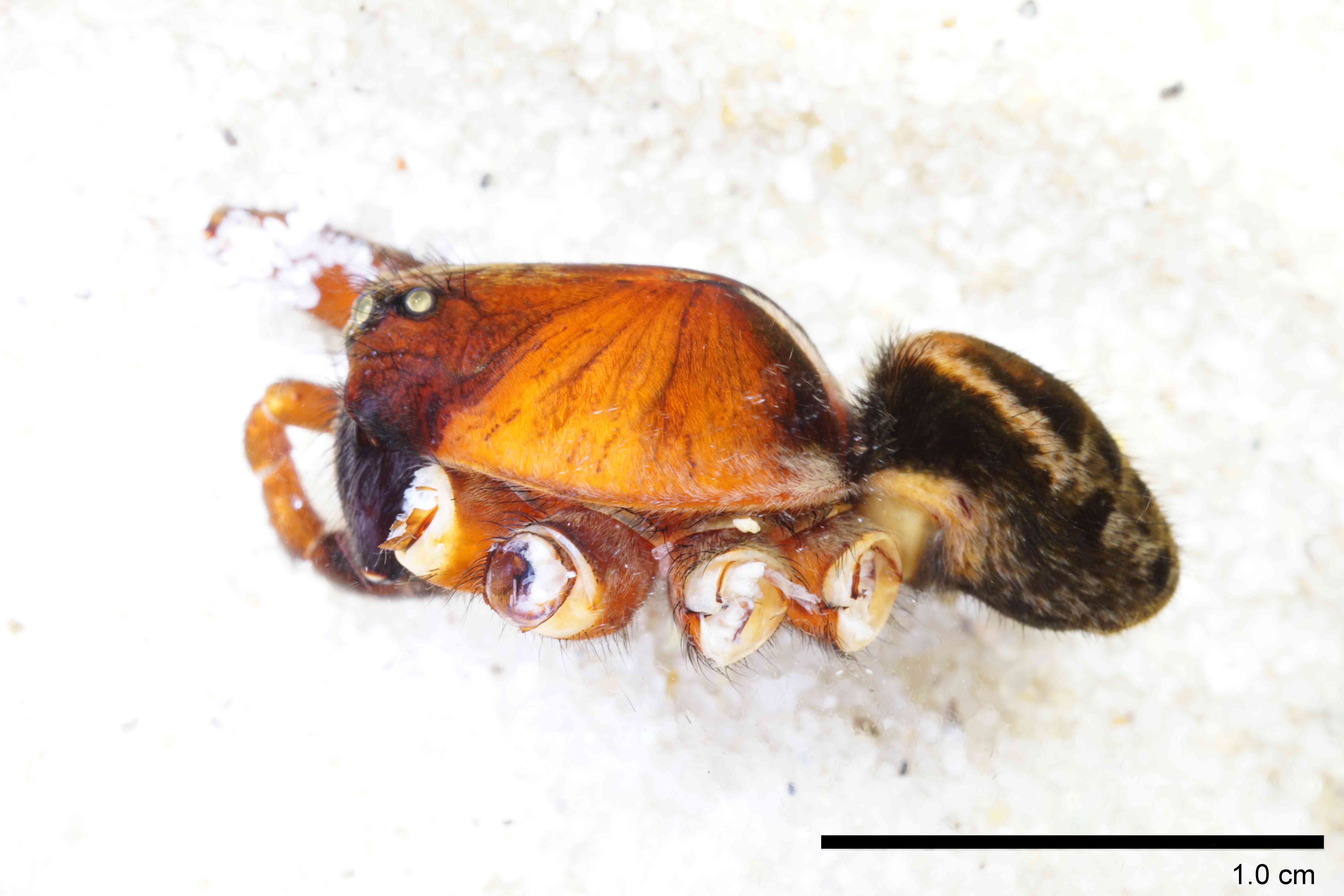 LYCOSI0072mphablTXV331_00X_SON.jpg
