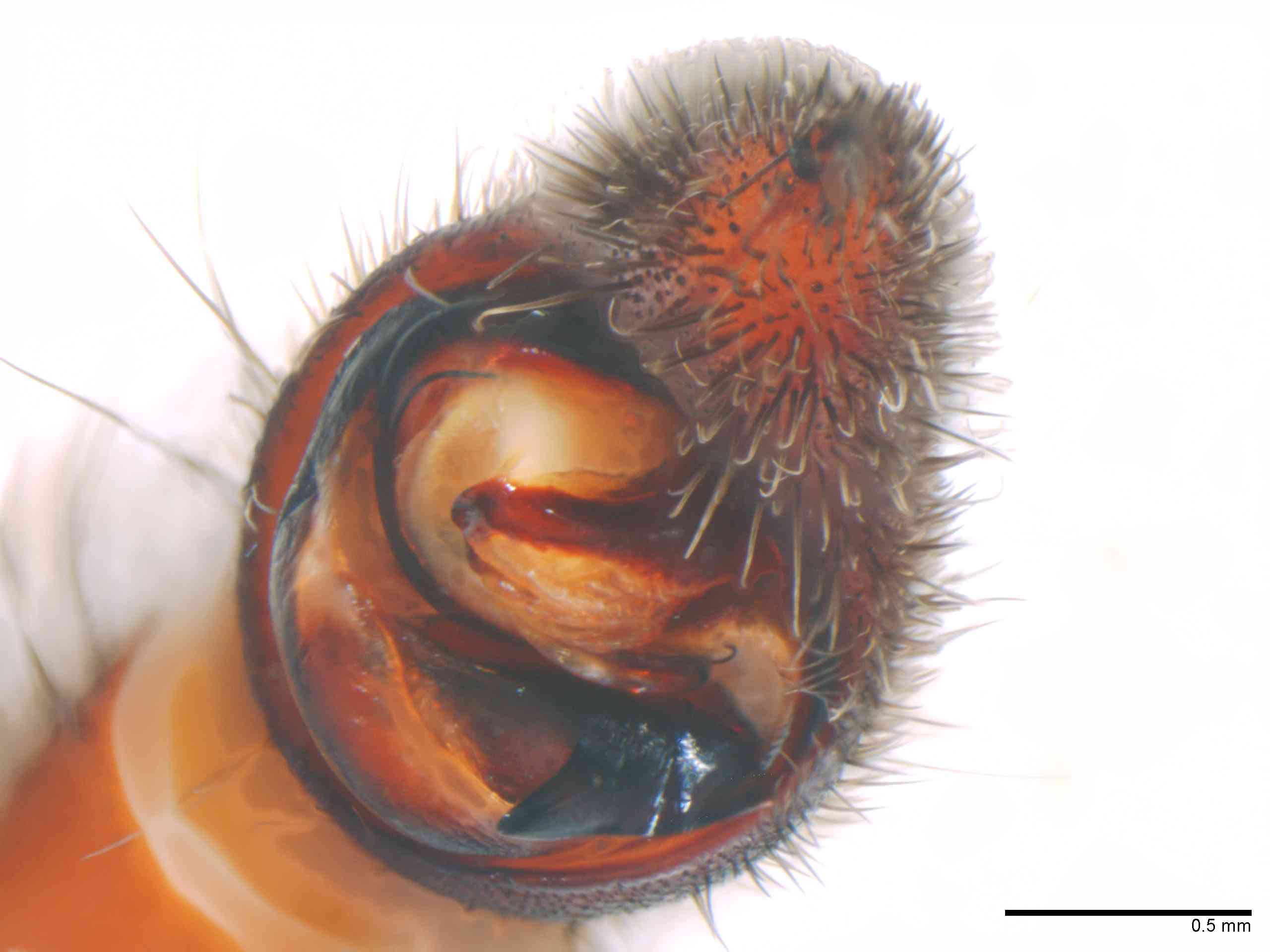 LYCOSI0072mppalaTXV331_50X_Z12.jpg