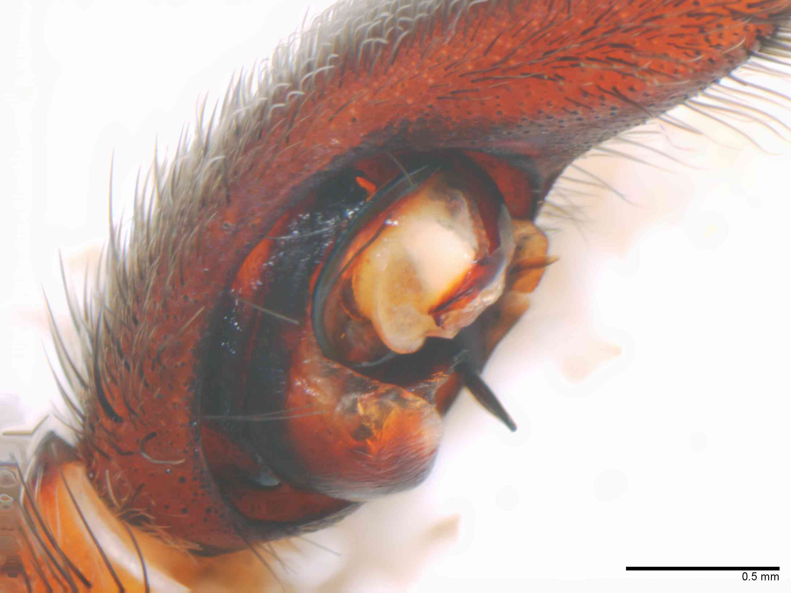 LYCOSI0072mppalpTXV331_50X_Z12.jpg