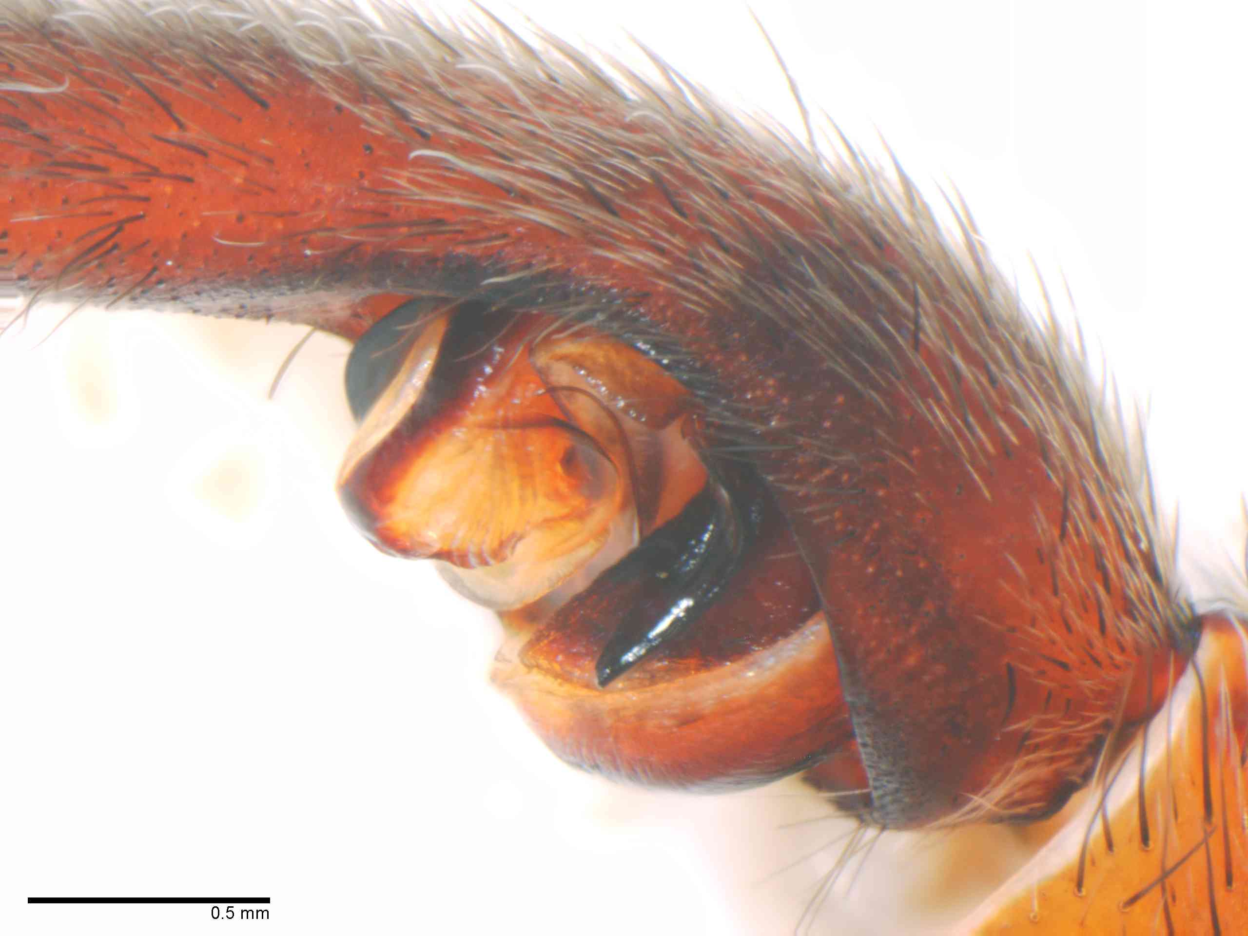 LYCOSI0072mppalrTXV331_50X_Z12.jpg