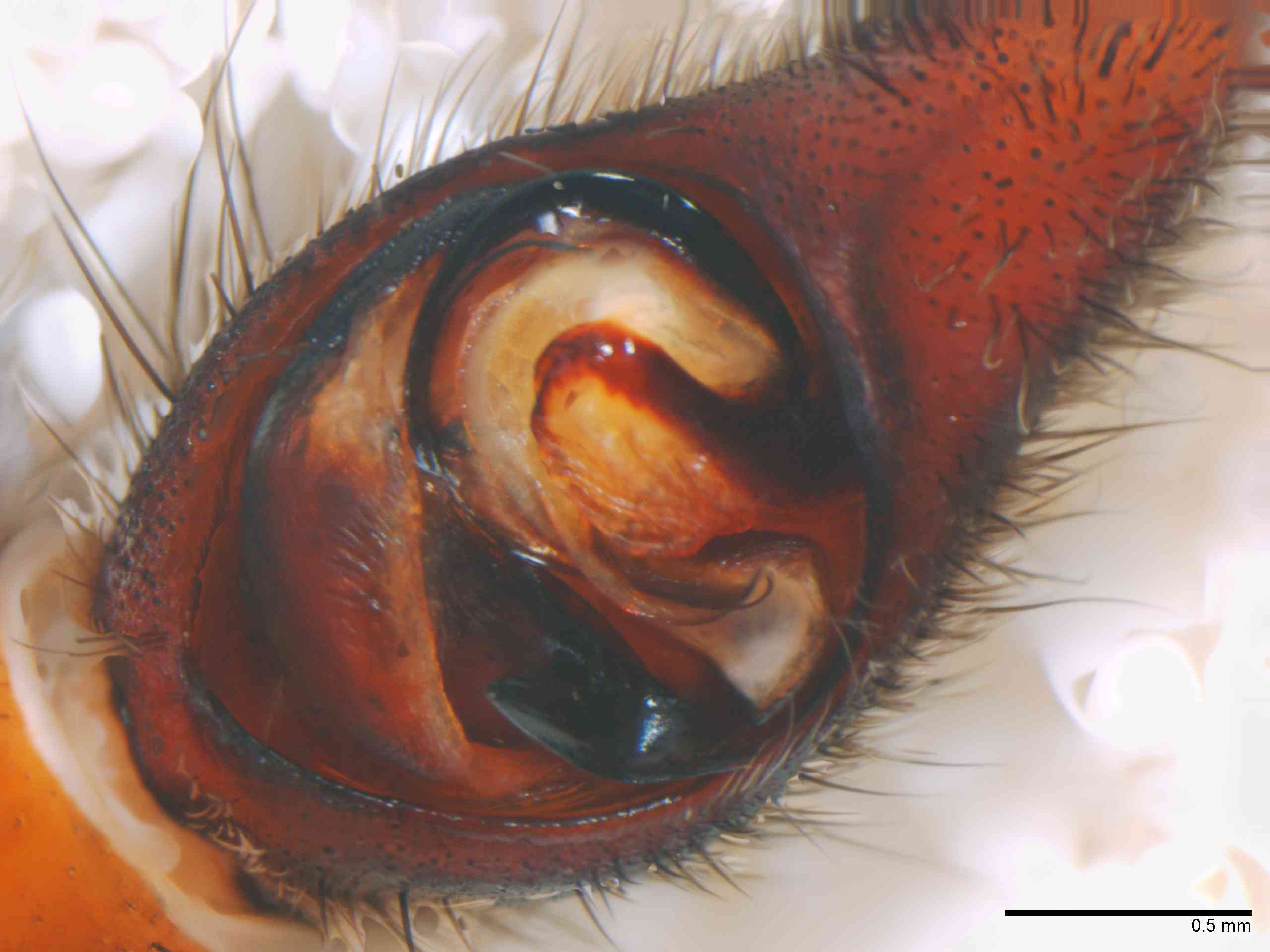 LYCOSI0072mppalvTXV331_50X_Z12.jpg