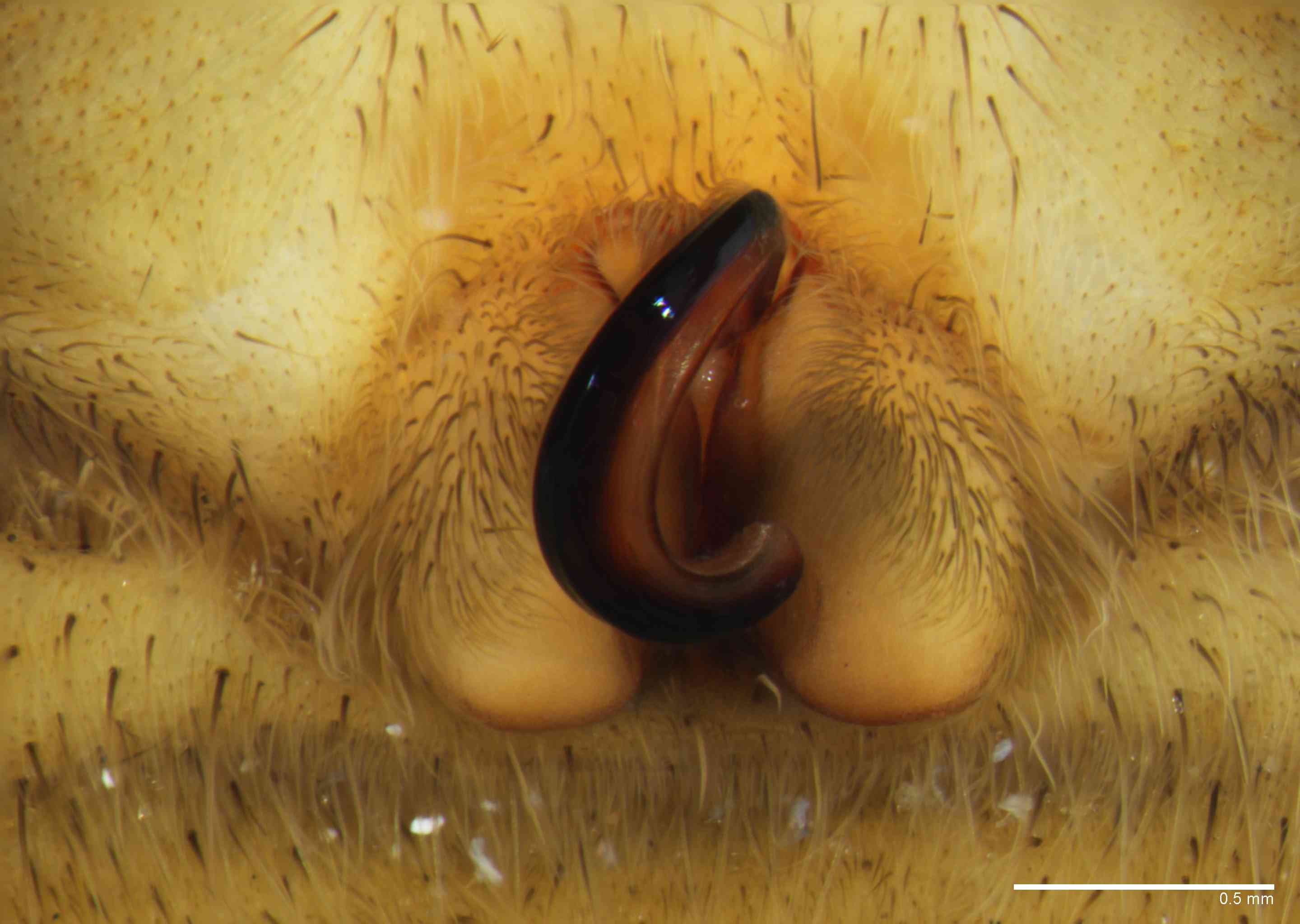 PISAUR0108fpepivTXV094_50X_Z10.jpg