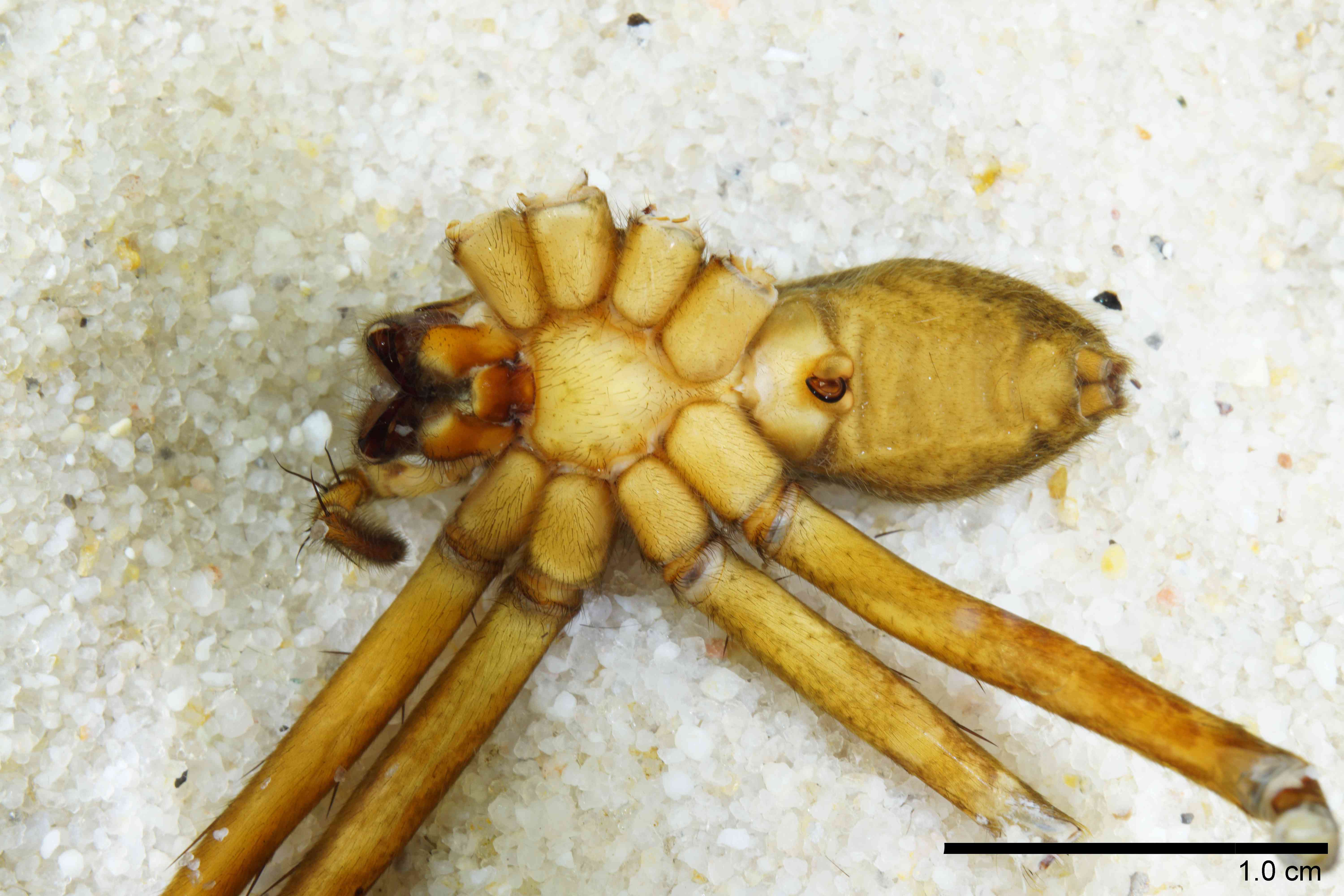 PISAUR0108fphabvTXV094_00X_SON.jpg