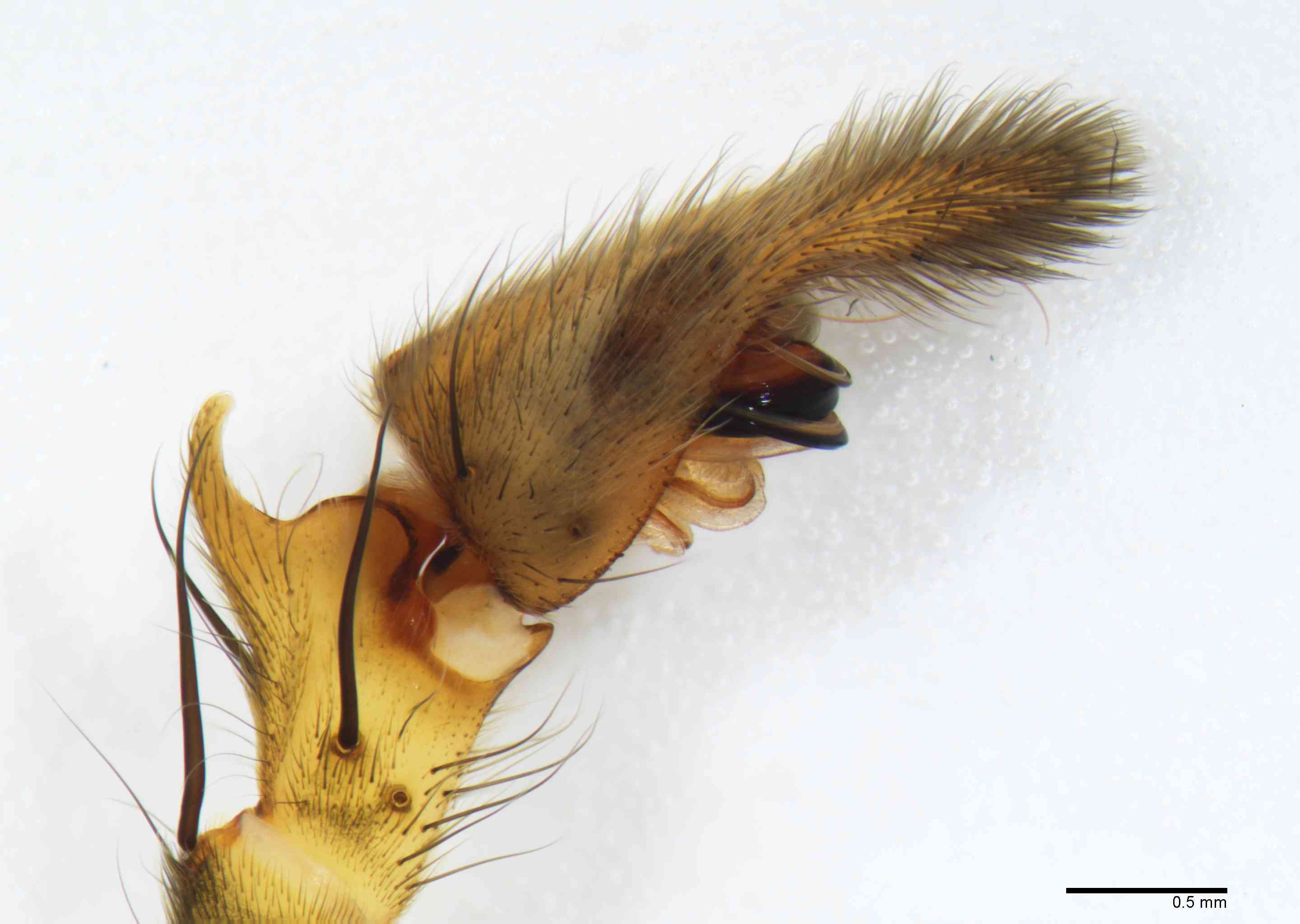 PISAUR0109mppalpTXV092_30X_Z10.jpg