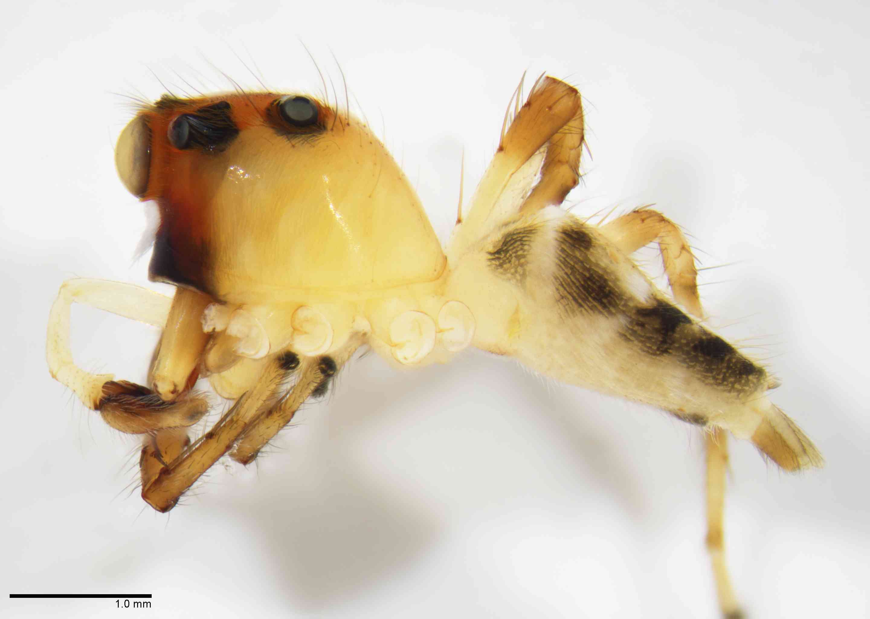 SALTIC0110mphablTXV147_20X_Z10.jpg