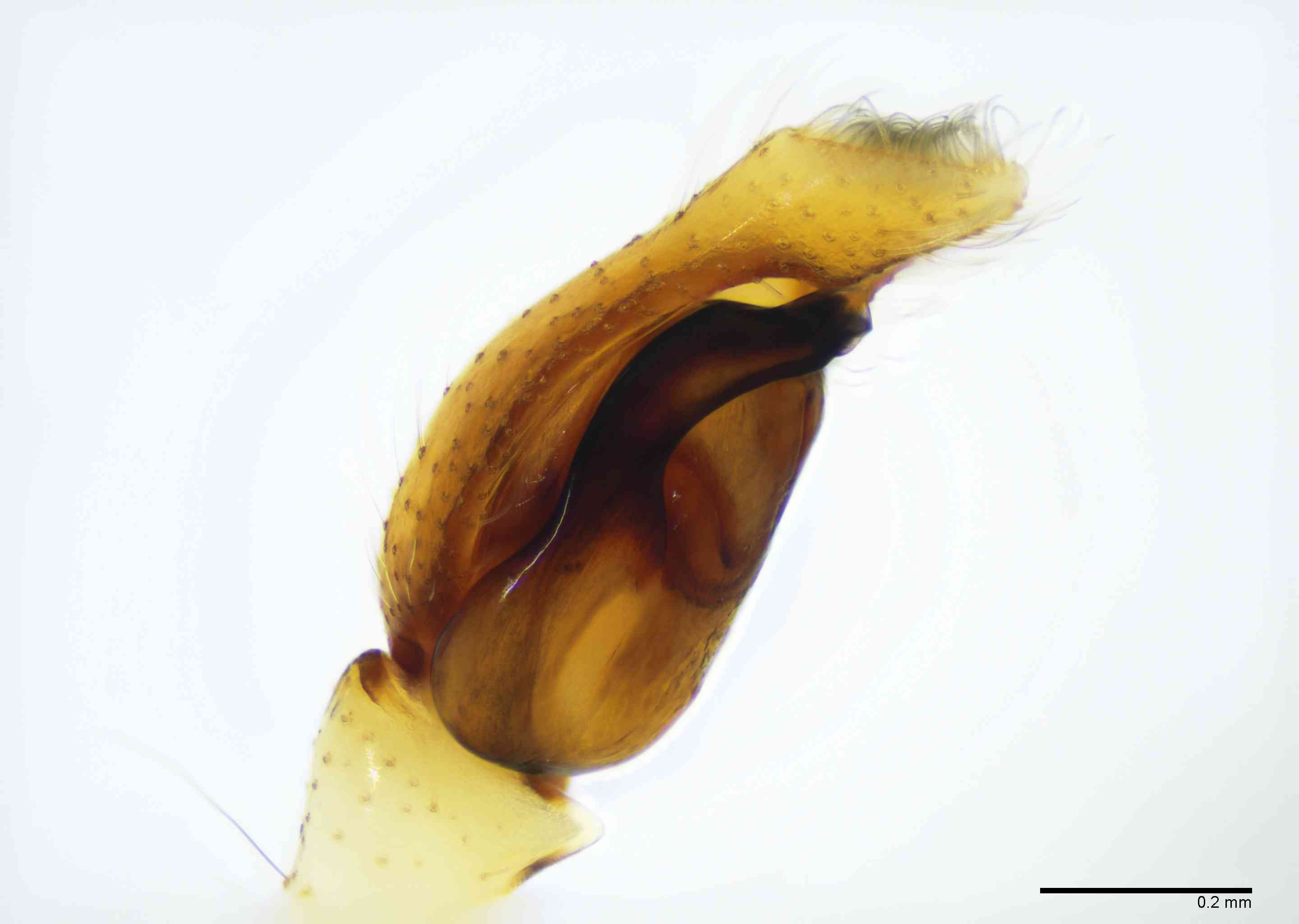 SALTIC0110mppalpTXV147_100X_E2B.jpg