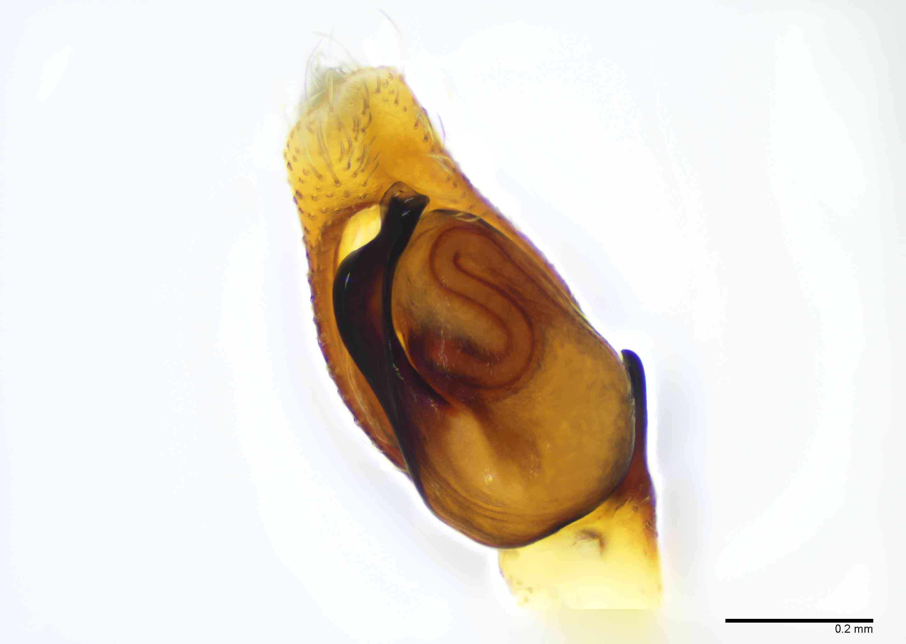 SALTIC0110mppalvTXV147_100X_E2B.jpg