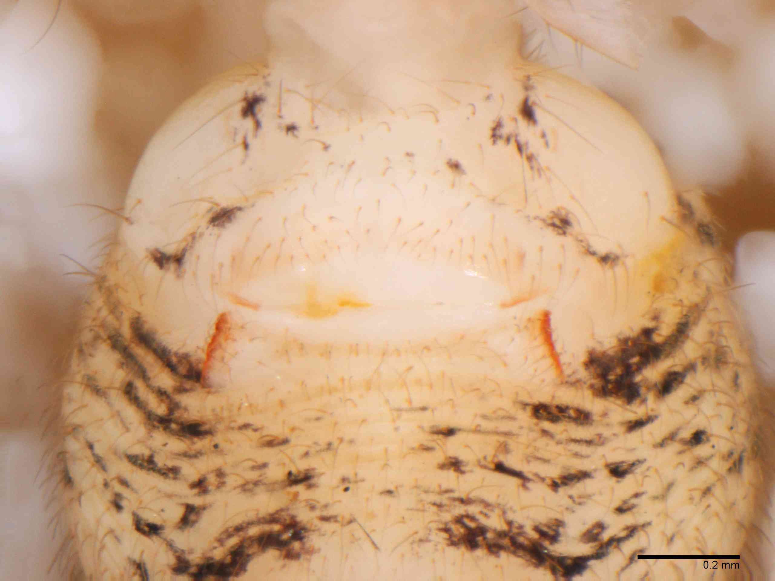 SCYTOD0138fpepivTXV603_80X_Z12.jpg
