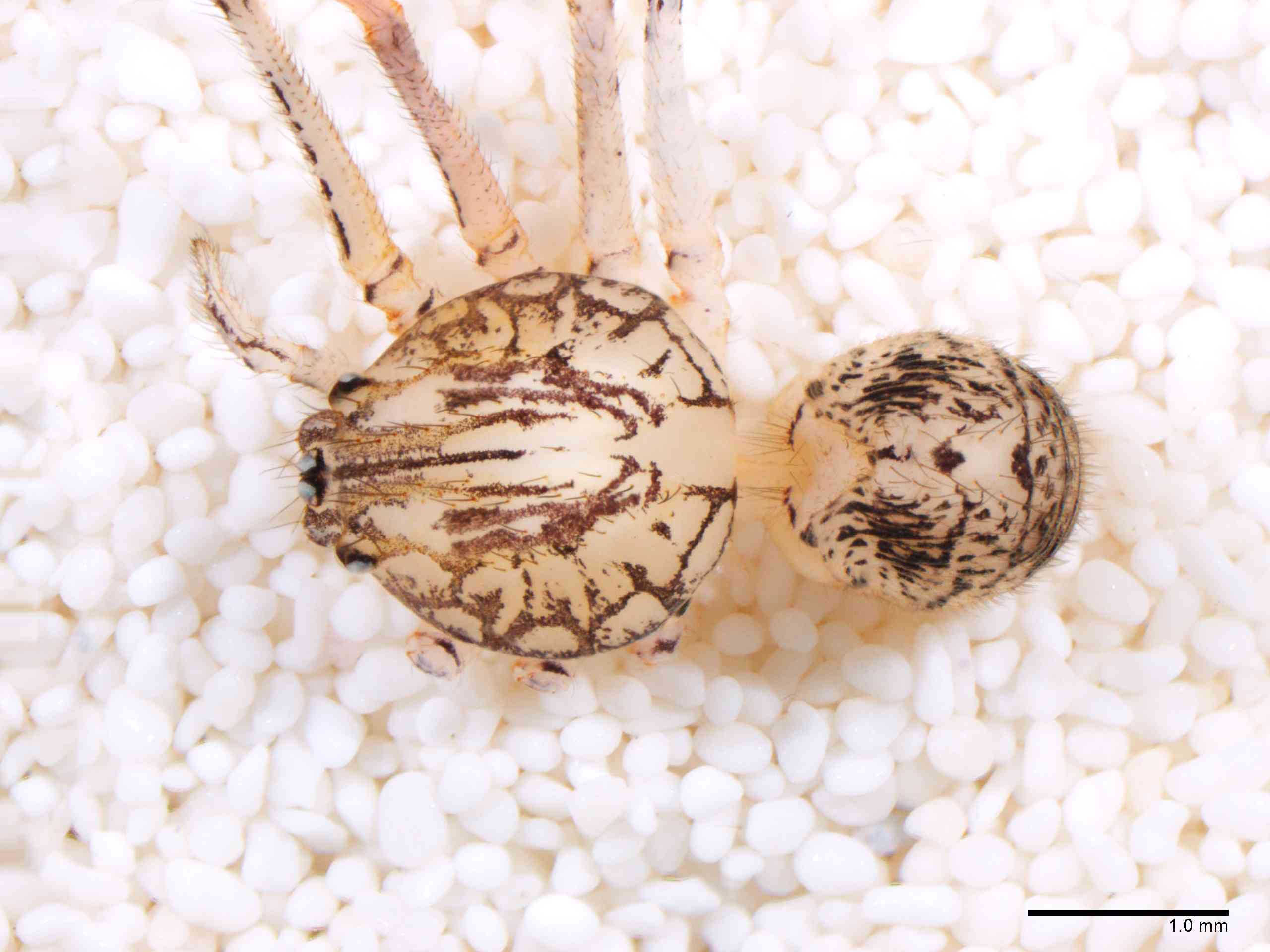 SCYTOD0138fphabdTXV603_20X_Z12.jpg
