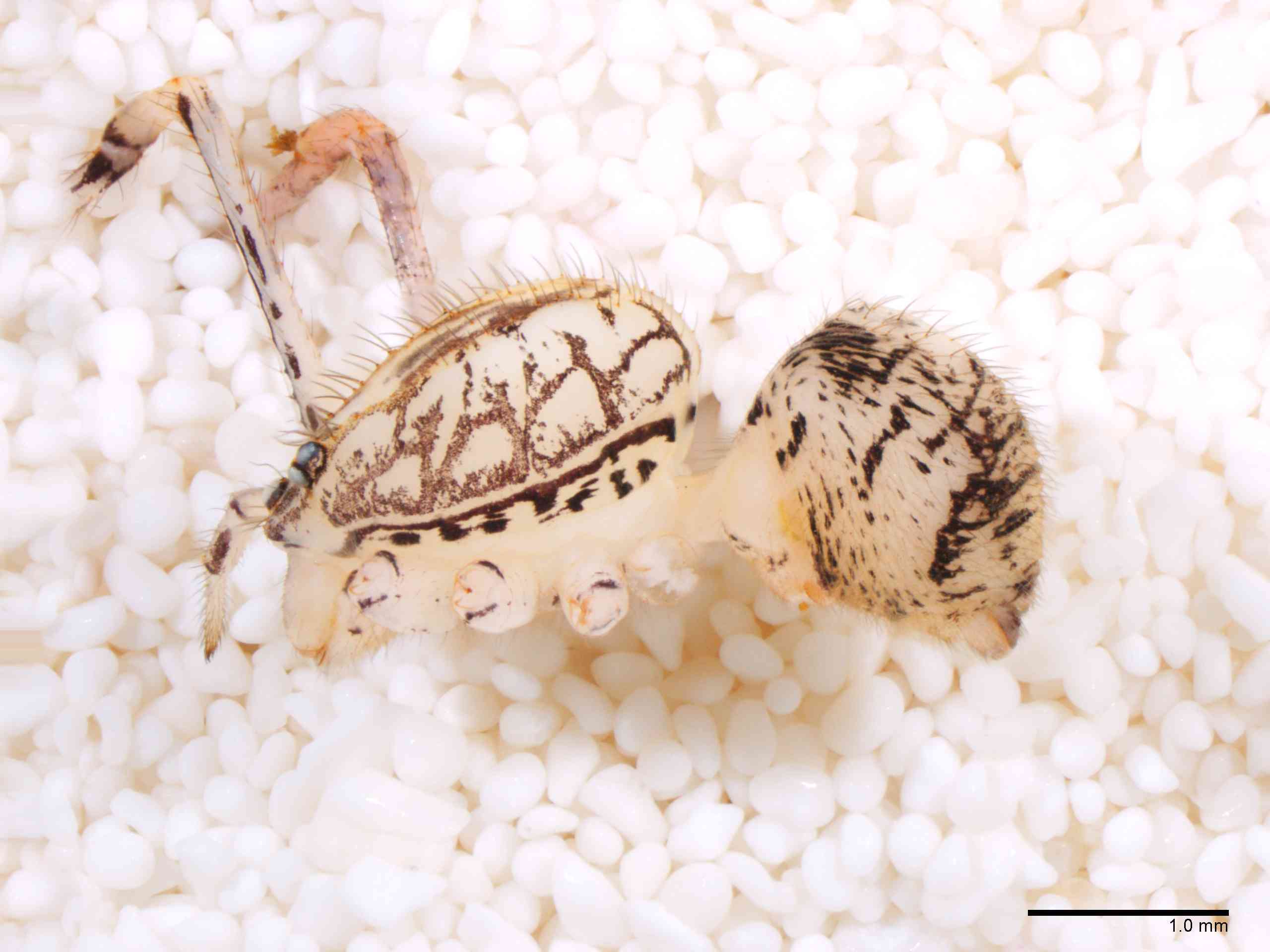 SCYTOD0138fphablTXV603_20X_Z12.jpg