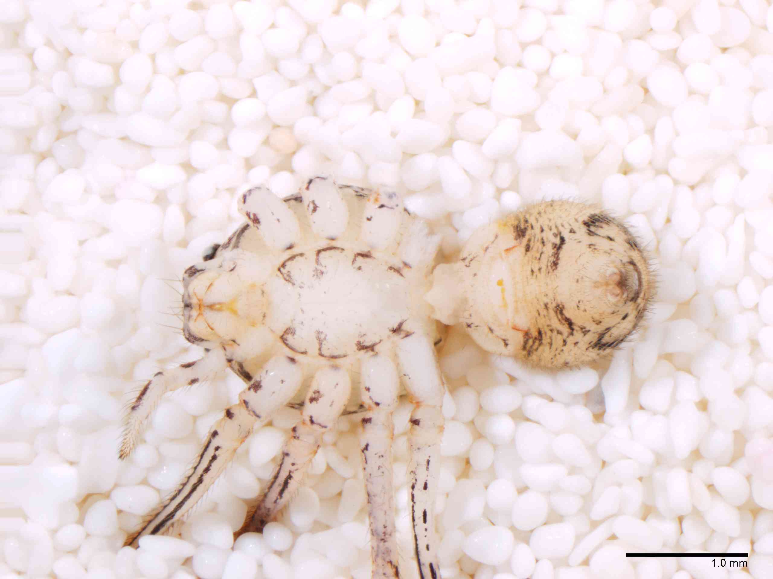 SCYTOD0138fphabvTXV603_20X_Z12.jpg