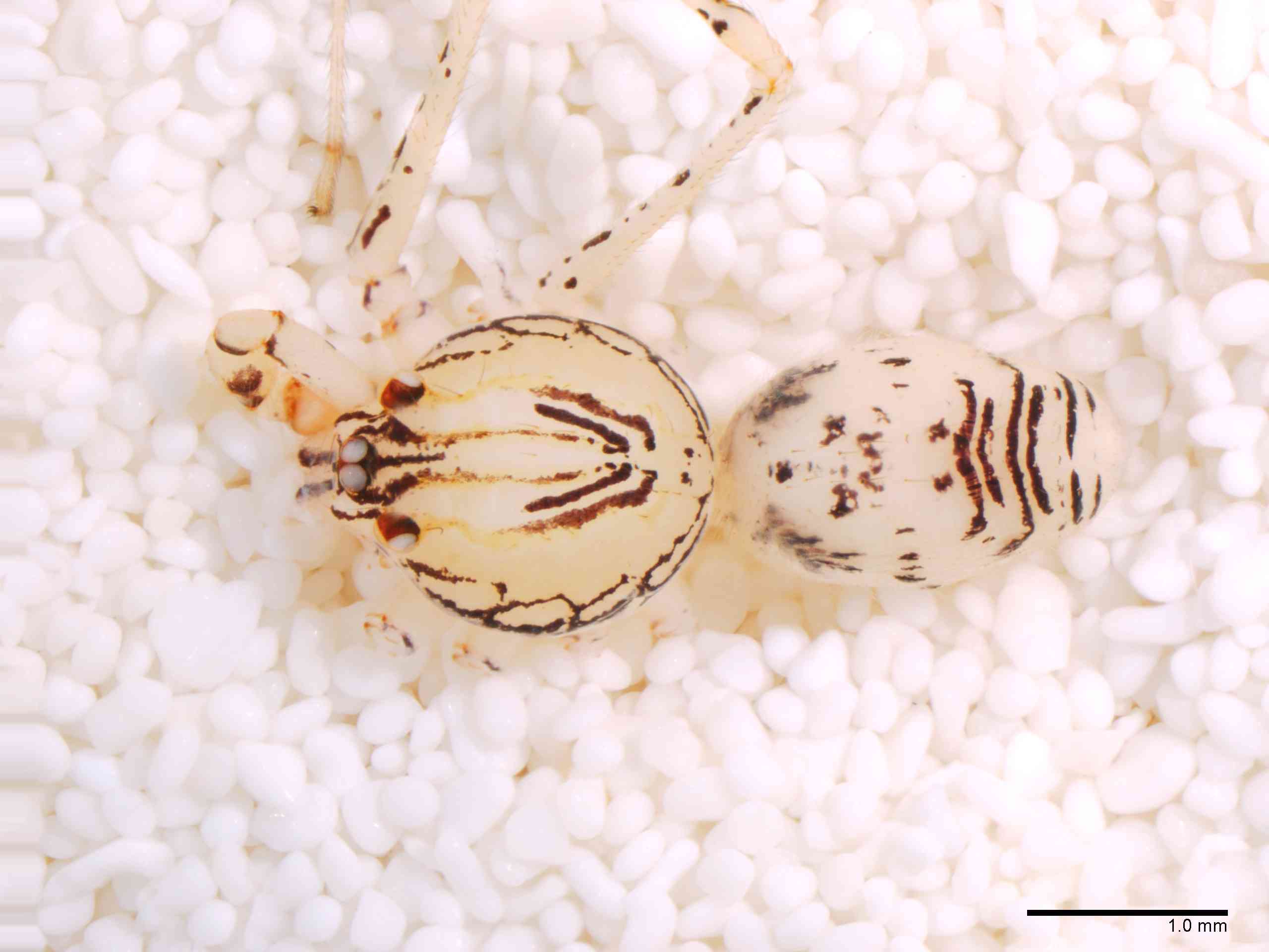 SCYTOD0138mphabdTXV604_20X_Z12.jpg
