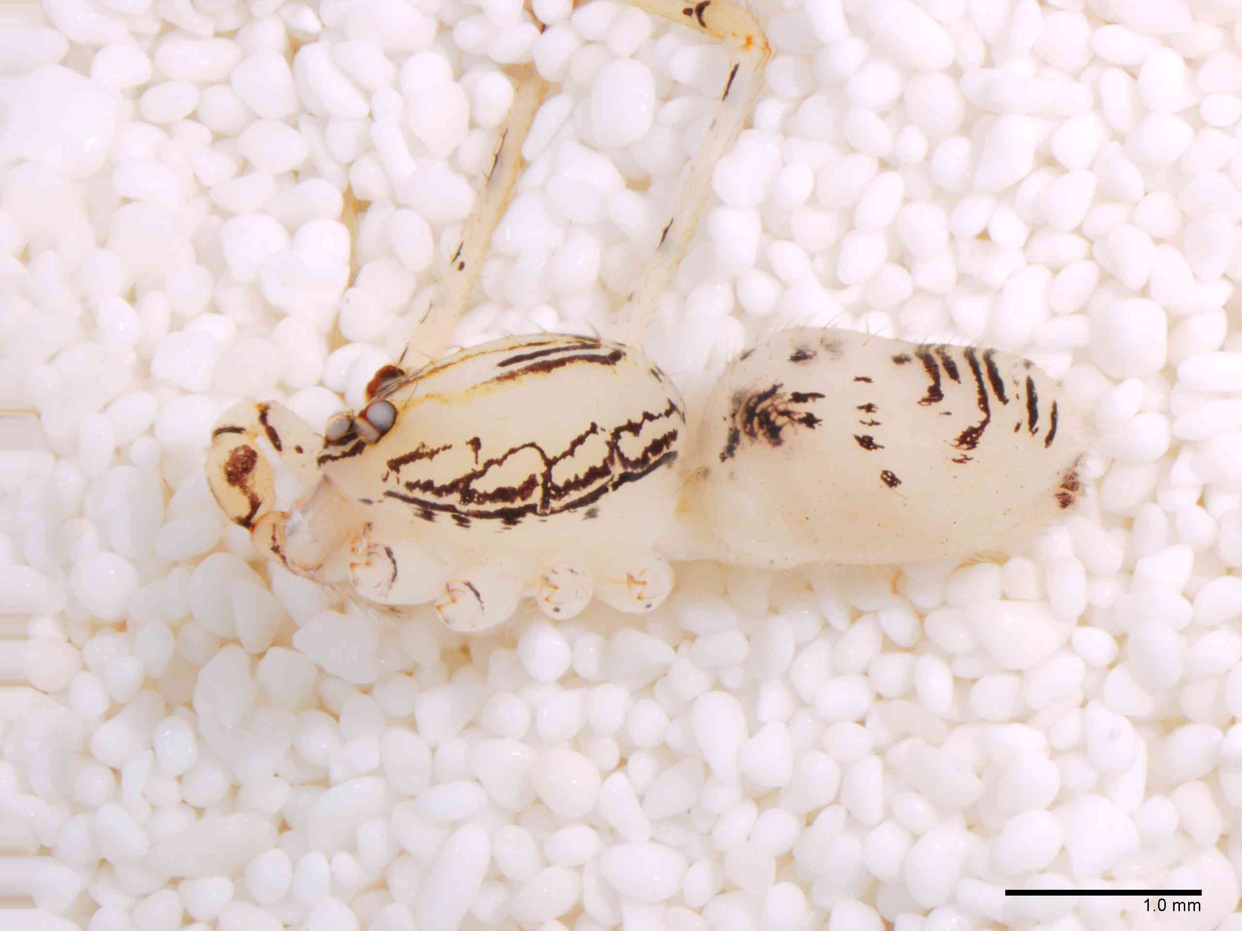 SCYTOD0138mphablTXV604_20X_Z12.jpg
