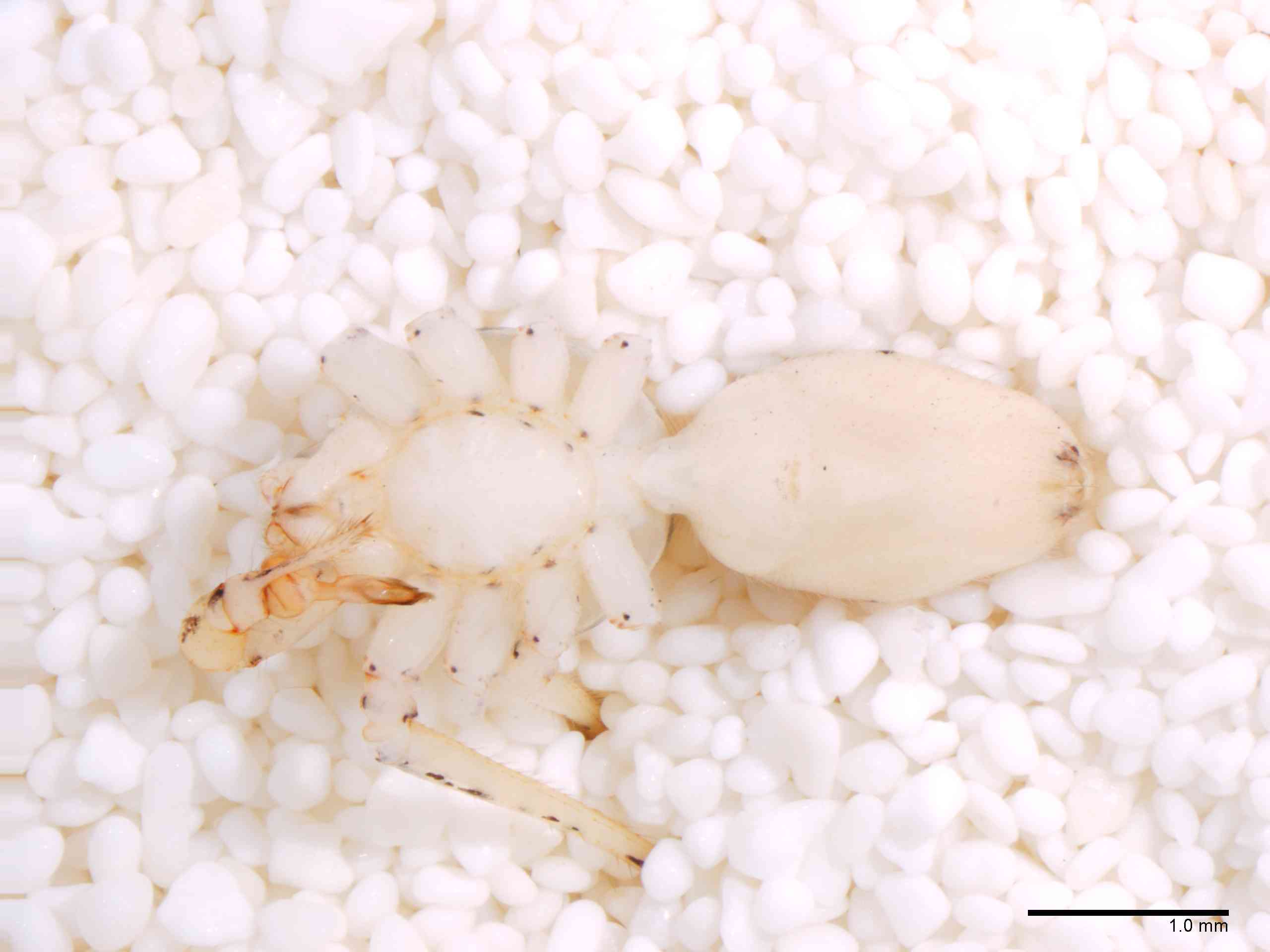 SCYTOD0138mphabvTXV604_20X_Z12.jpg