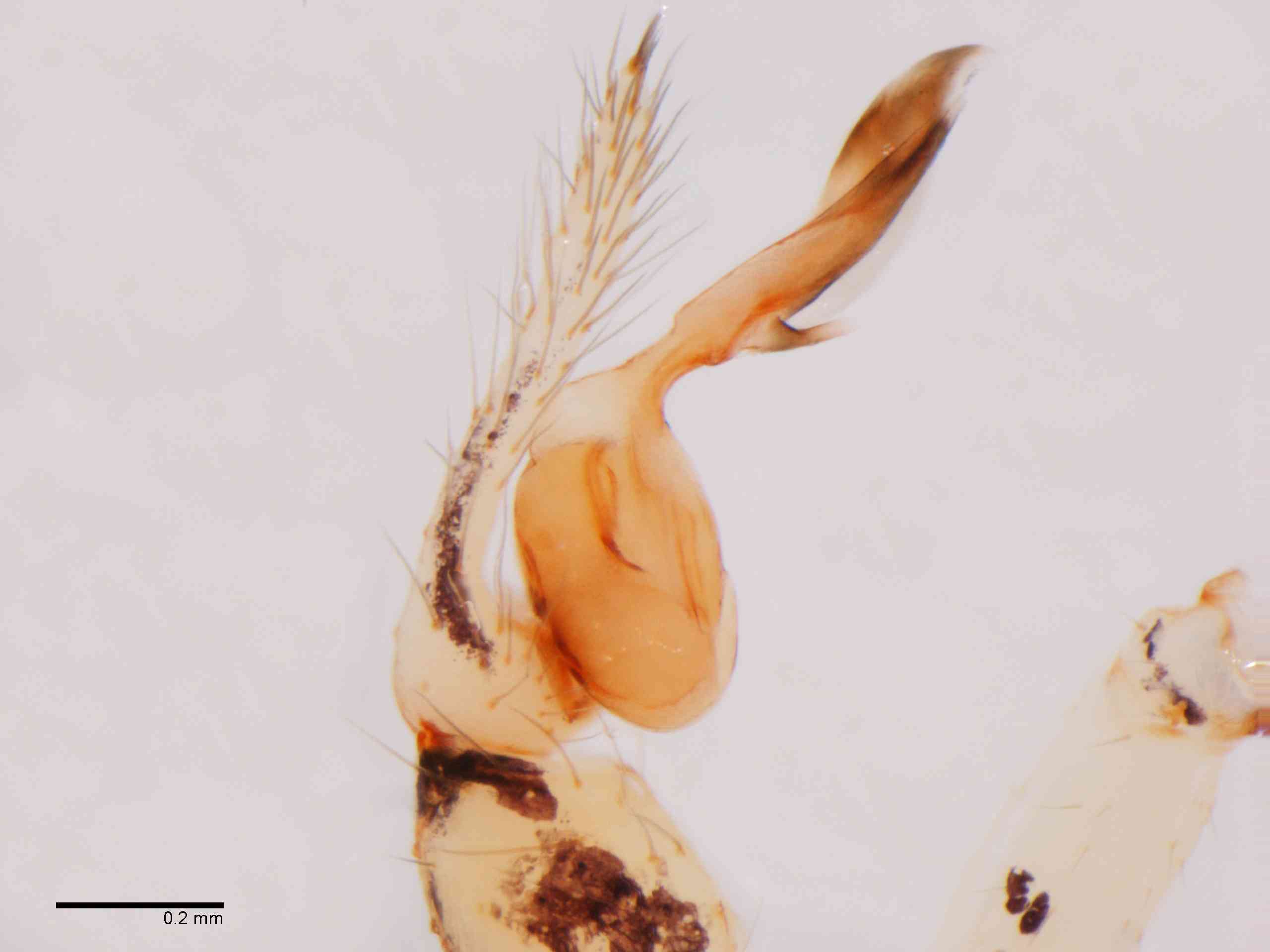 SCYTOD0138mppalpTXV604_80X_Z12.jpg