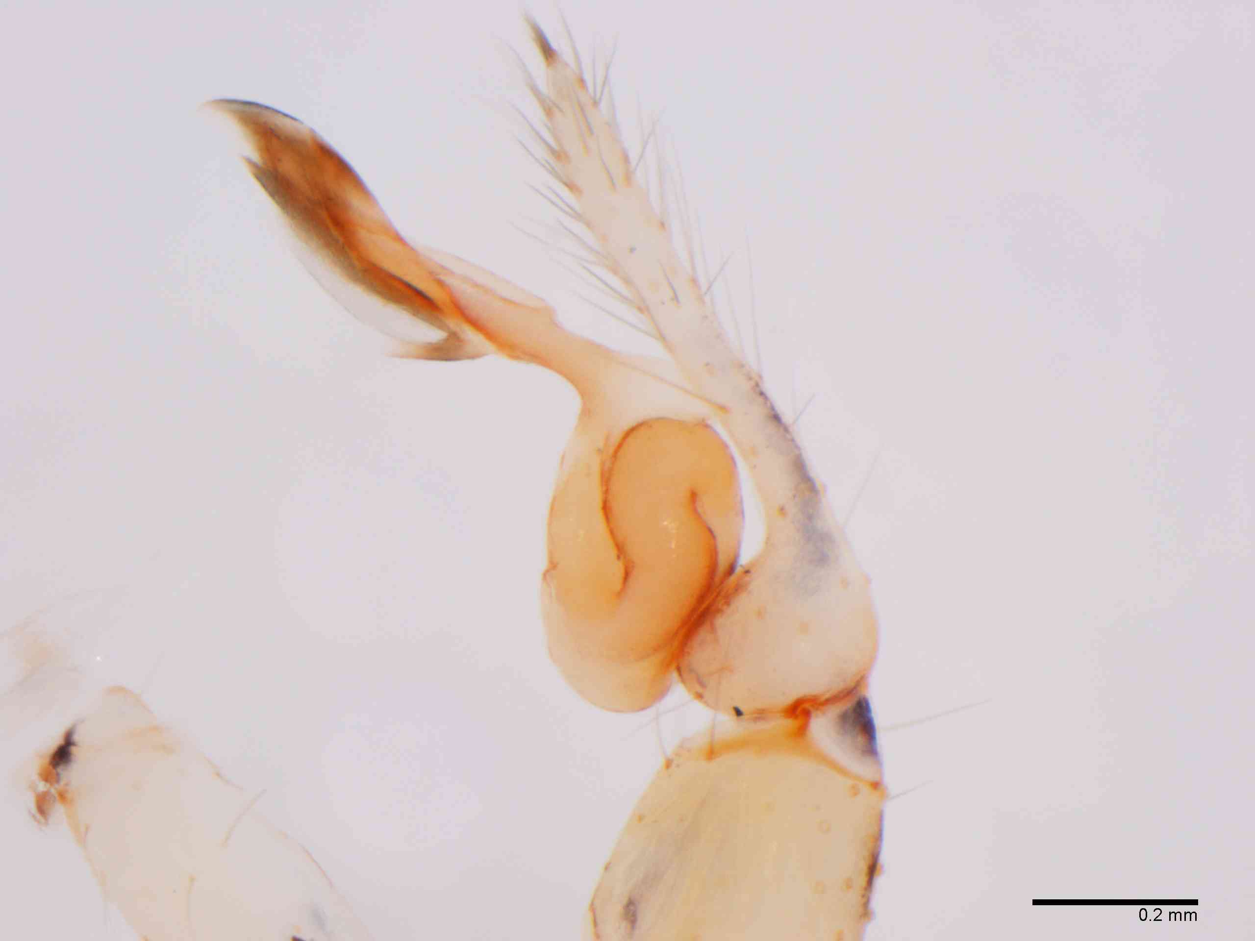 SCYTOD0138mppalrTXV604_80X_Z12.jpg