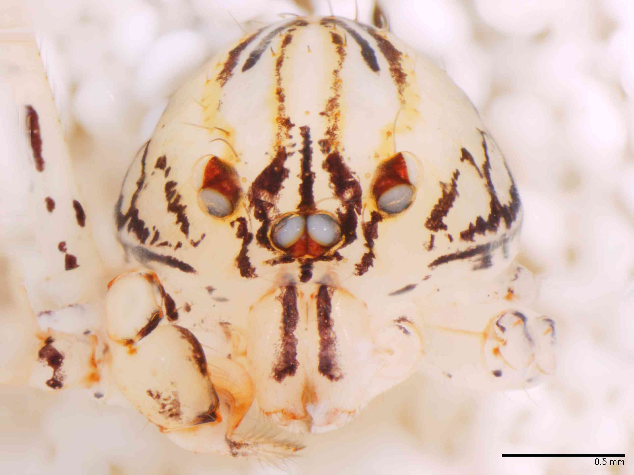 SCYTOD0138mpprsaTXV604_50X_Z12.jpg