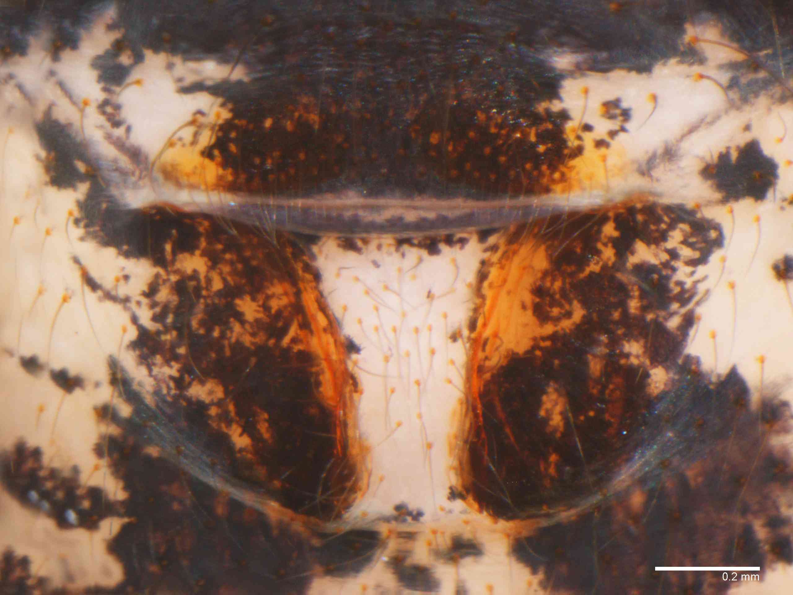 SCYTOD0137fpepivTXV601_80X_Z12.jpg
